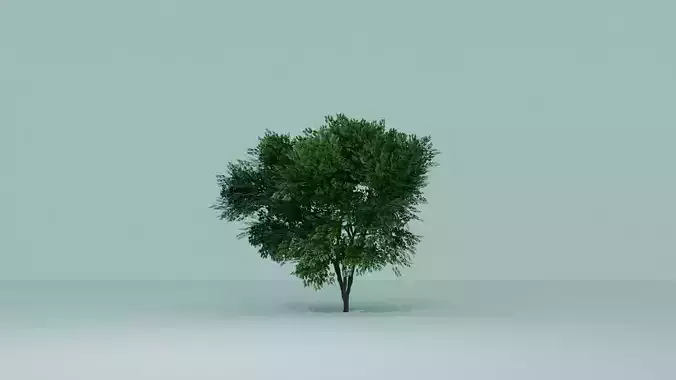 Tree 3D Model