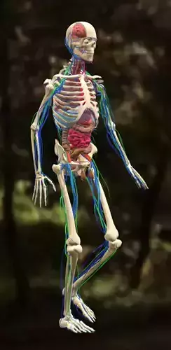 Animation Skeletal Anatomy Systems