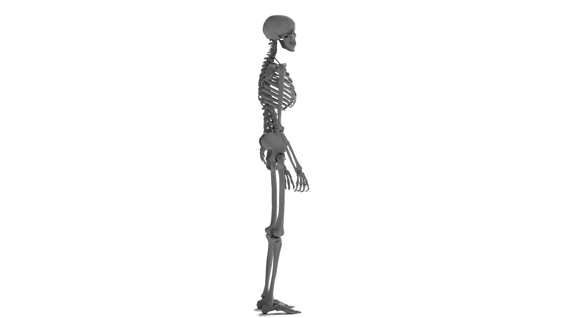 Human Skeleton High Detail Anatomy 3D Model 3D model_5