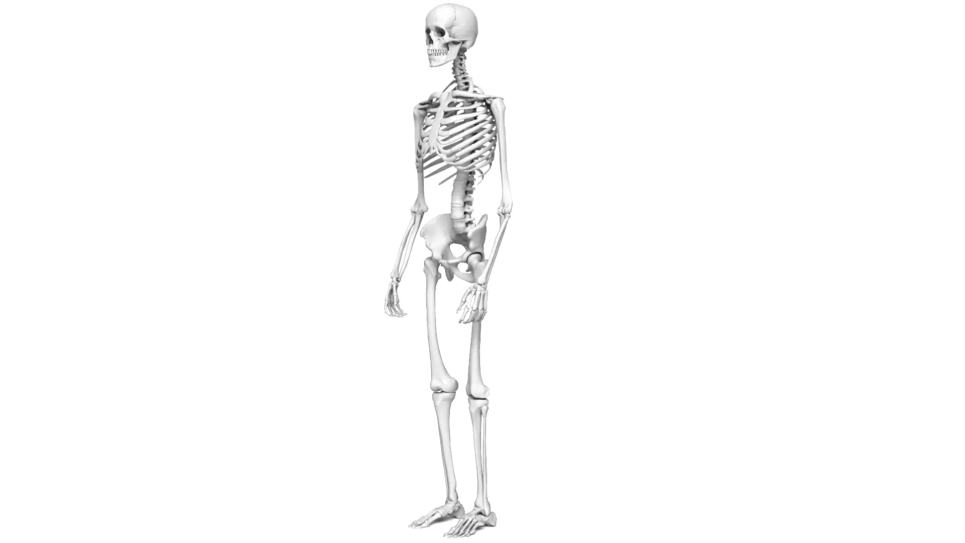 Human Skeleton High Detail Anatomy 3D Model 3D model_2