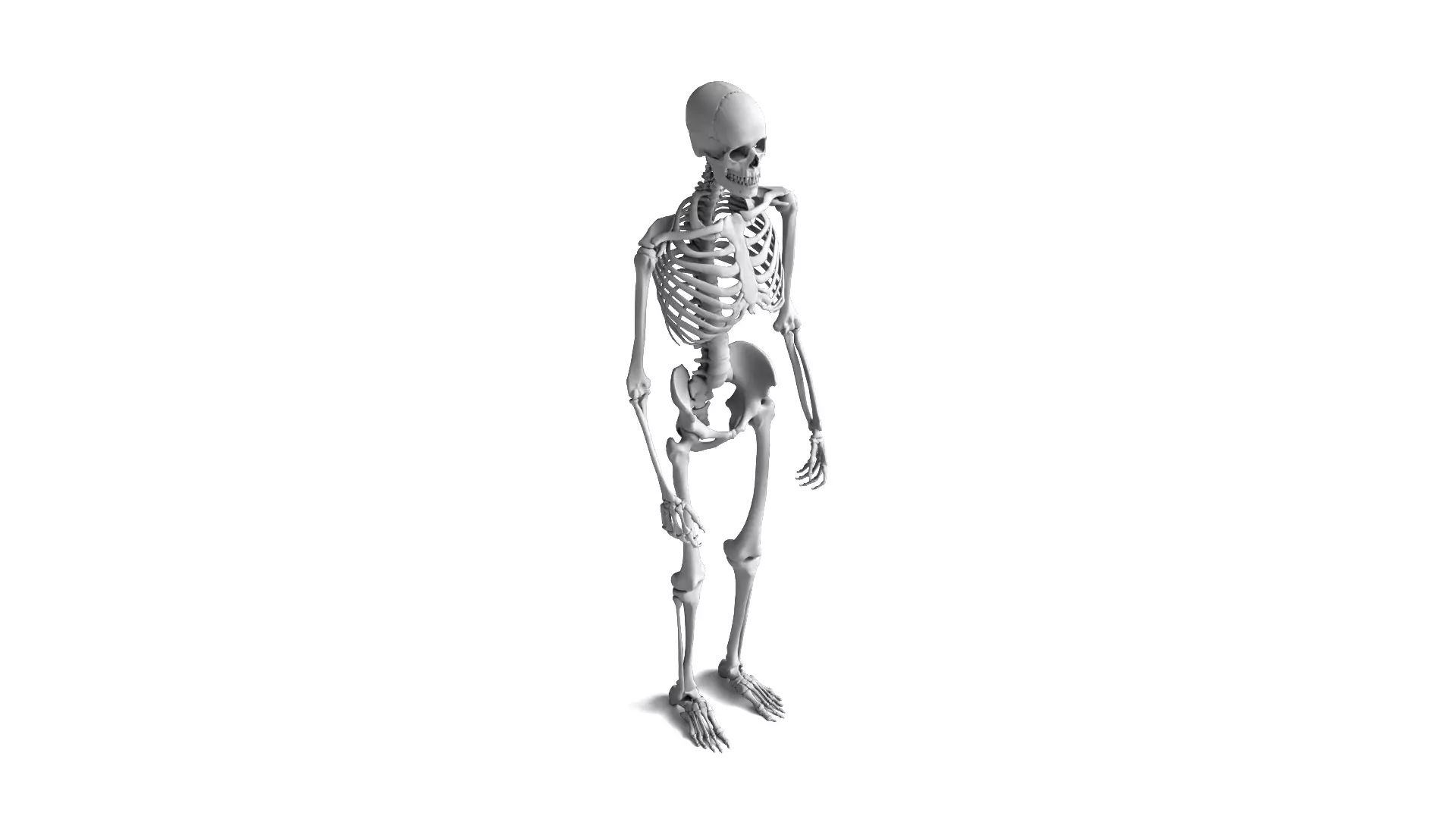 Human Skeleton High Detail Anatomy 3D Model 3D model_6