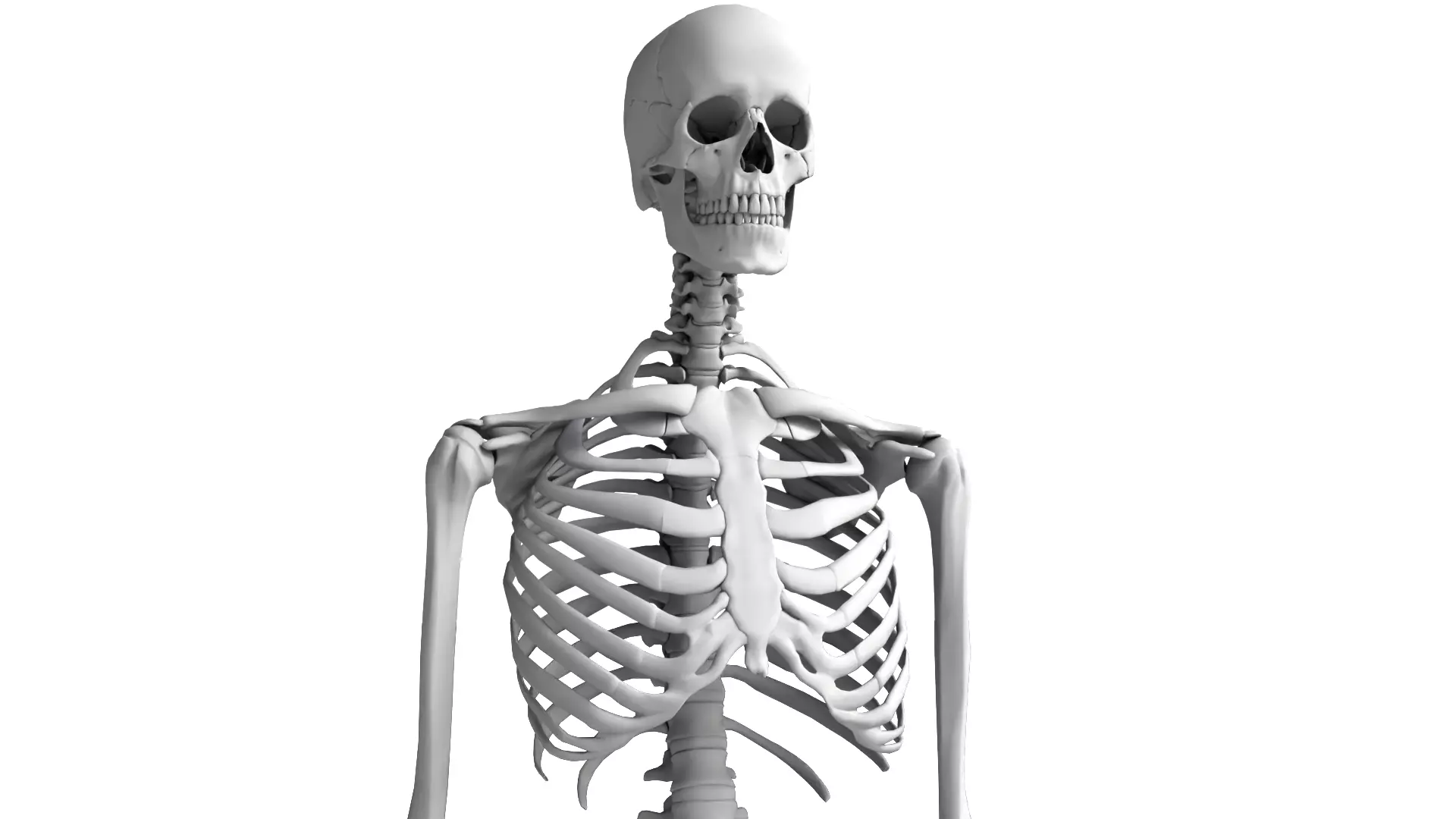 Human Skeleton High Detail Anatomy 3D Model 3D model_7