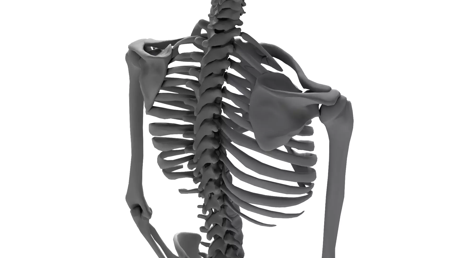 Human Skeleton High Detail Anatomy 3D Model 3D model_11