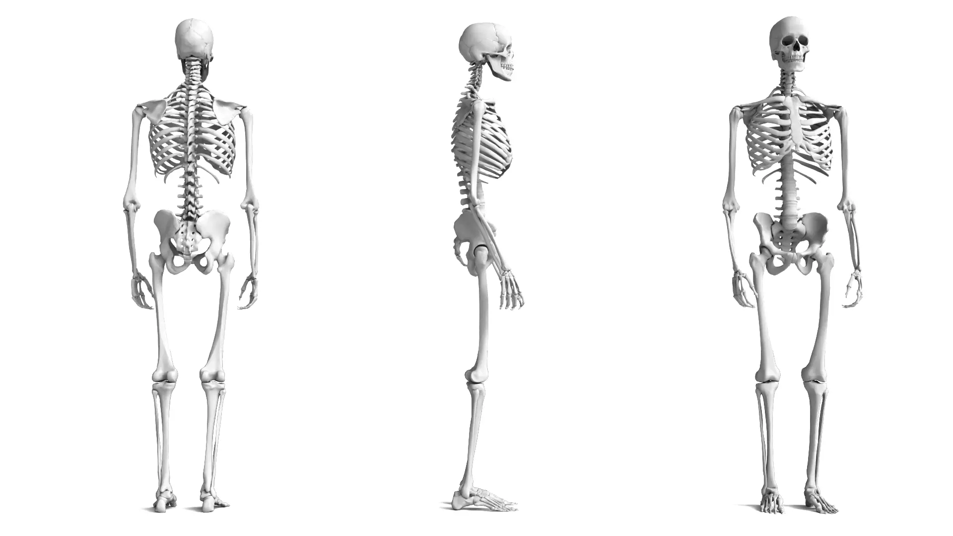 Human Skeleton High Detail Anatomy 3D Model 3D model_0