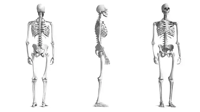 Human Skeleton High Detail Anatomy 3D Model 3D model