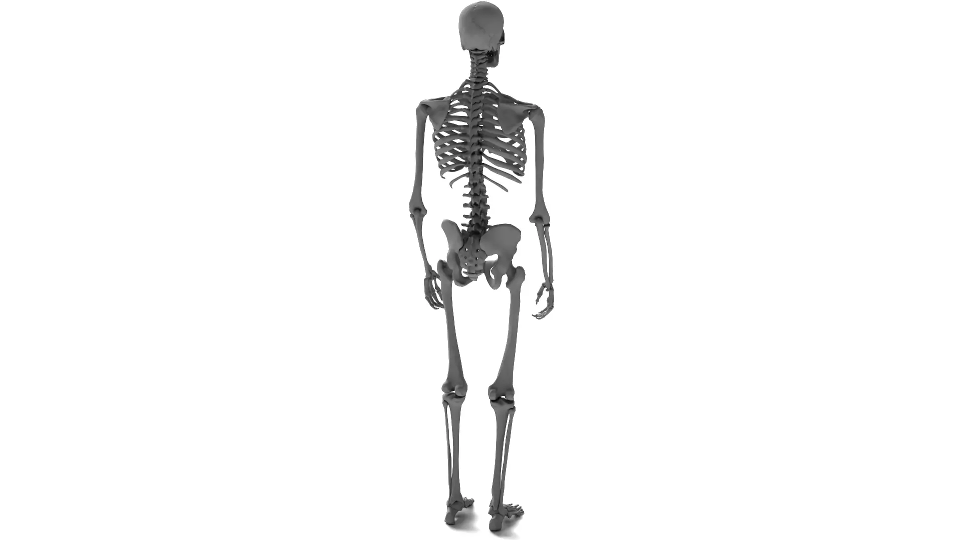 Human Skeleton High Detail Anatomy 3D Model 3D model_4