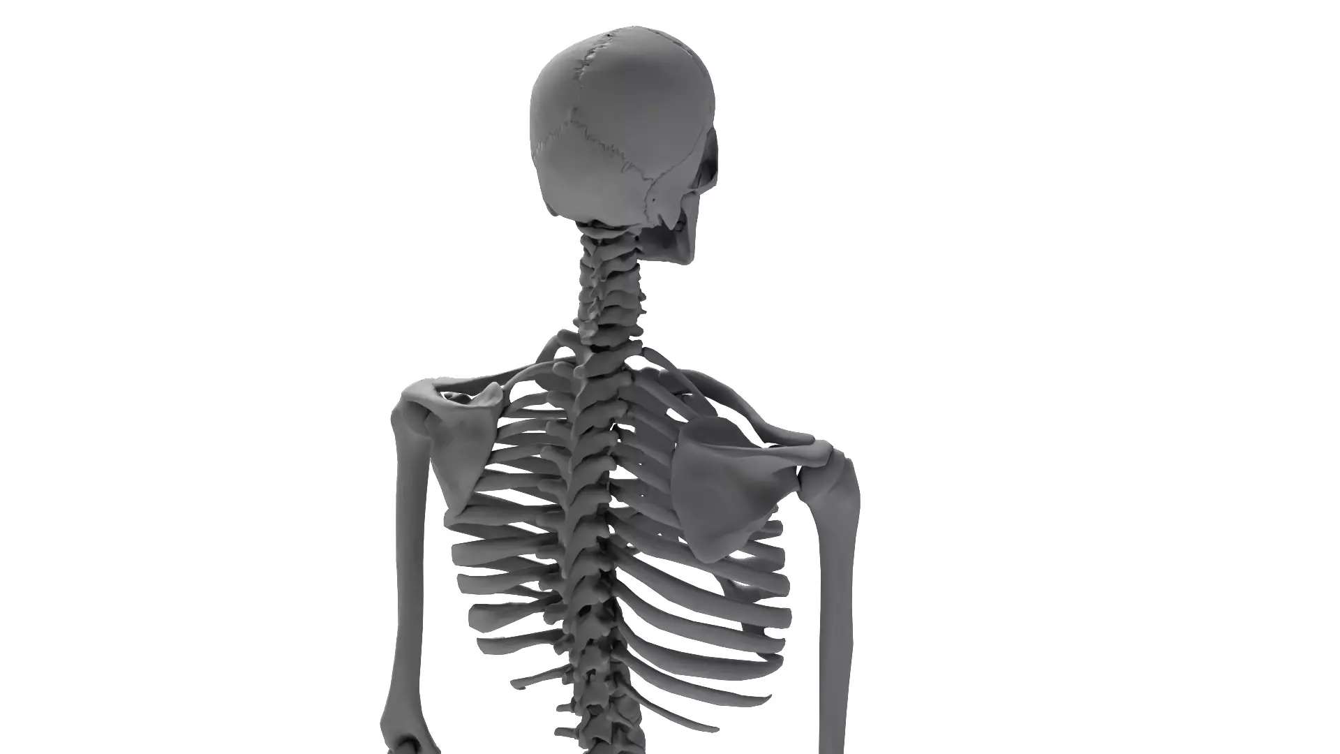 Human Skeleton High Detail Anatomy 3D Model 3D model_8