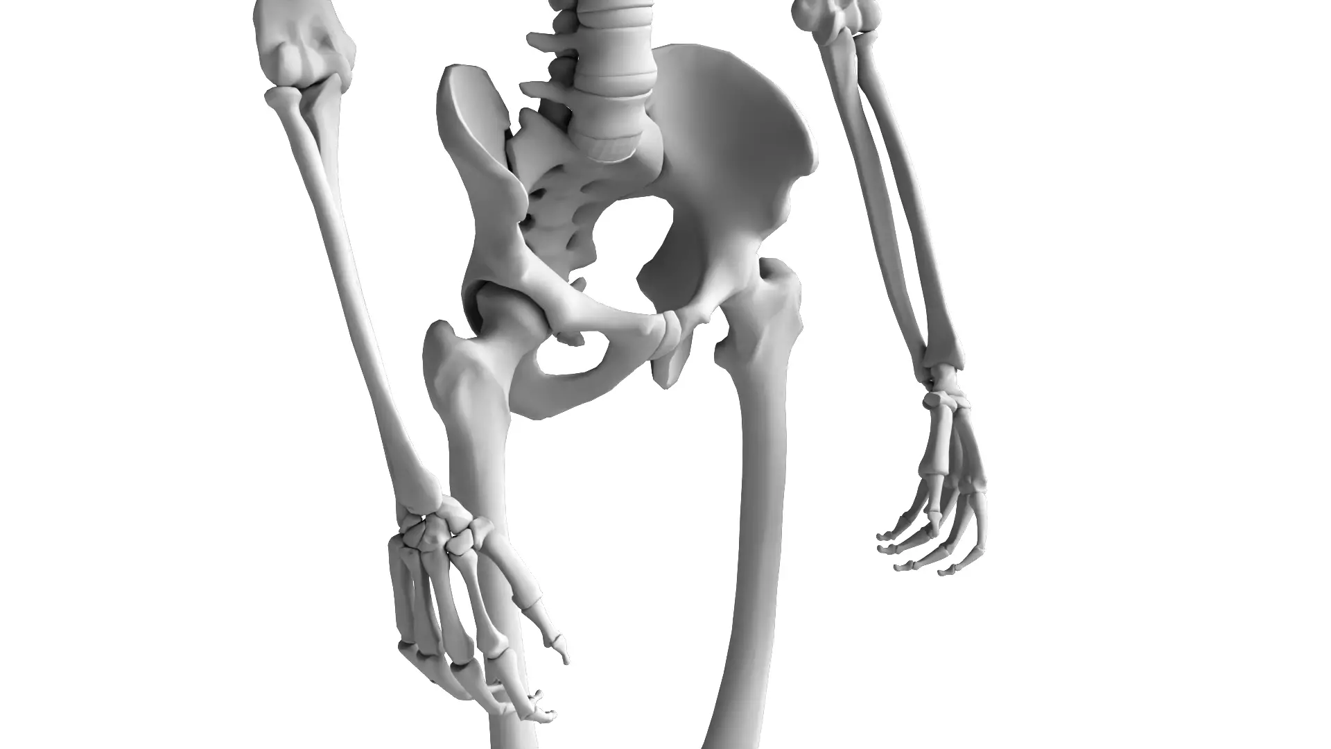 Human Skeleton High Detail Anatomy 3D Model 3D model_12