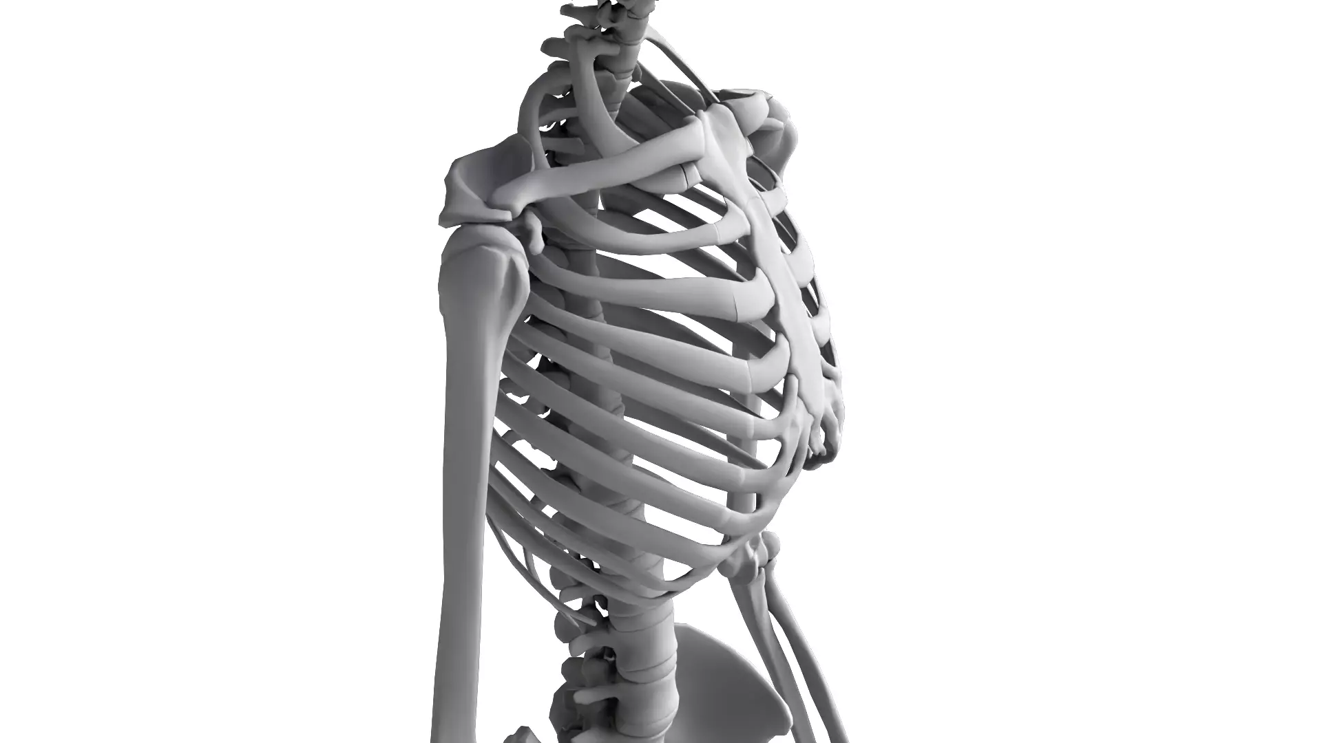 Human Skeleton High Detail Anatomy 3D Model 3D model_9