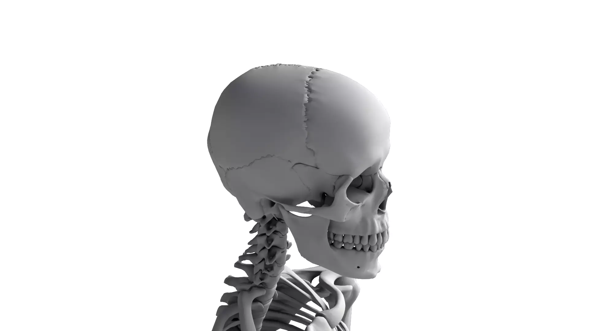 Human Skeleton High Detail Anatomy 3D Model 3D model_10