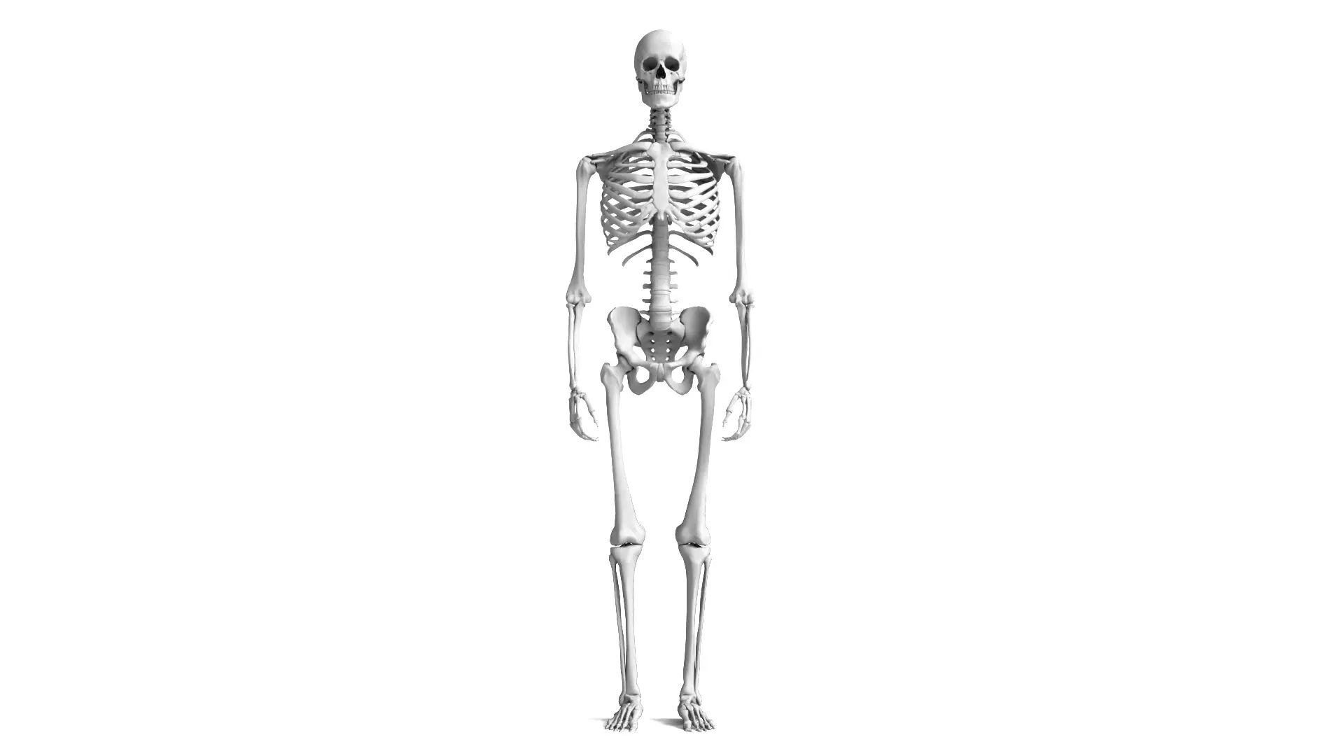 Human Skeleton High Detail Anatomy 3D Model 3D model_1