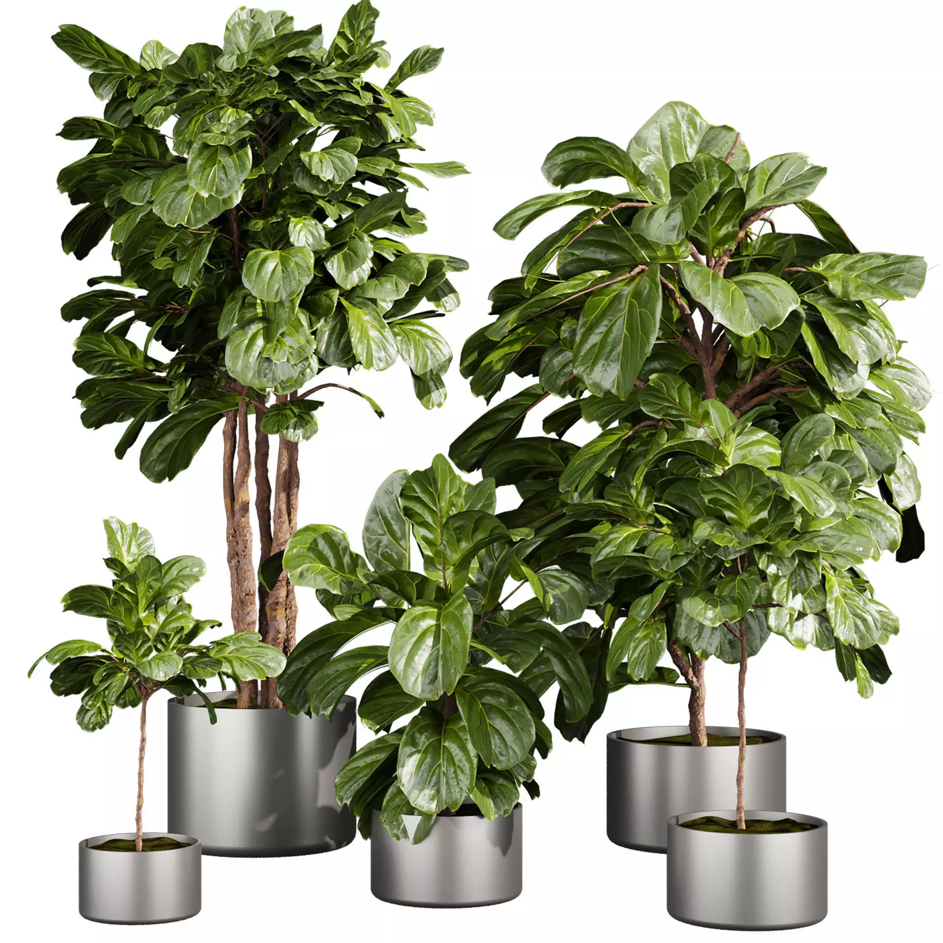 Collection plant vol 661 - fiddle - indoor - leaf - fig 3D model
