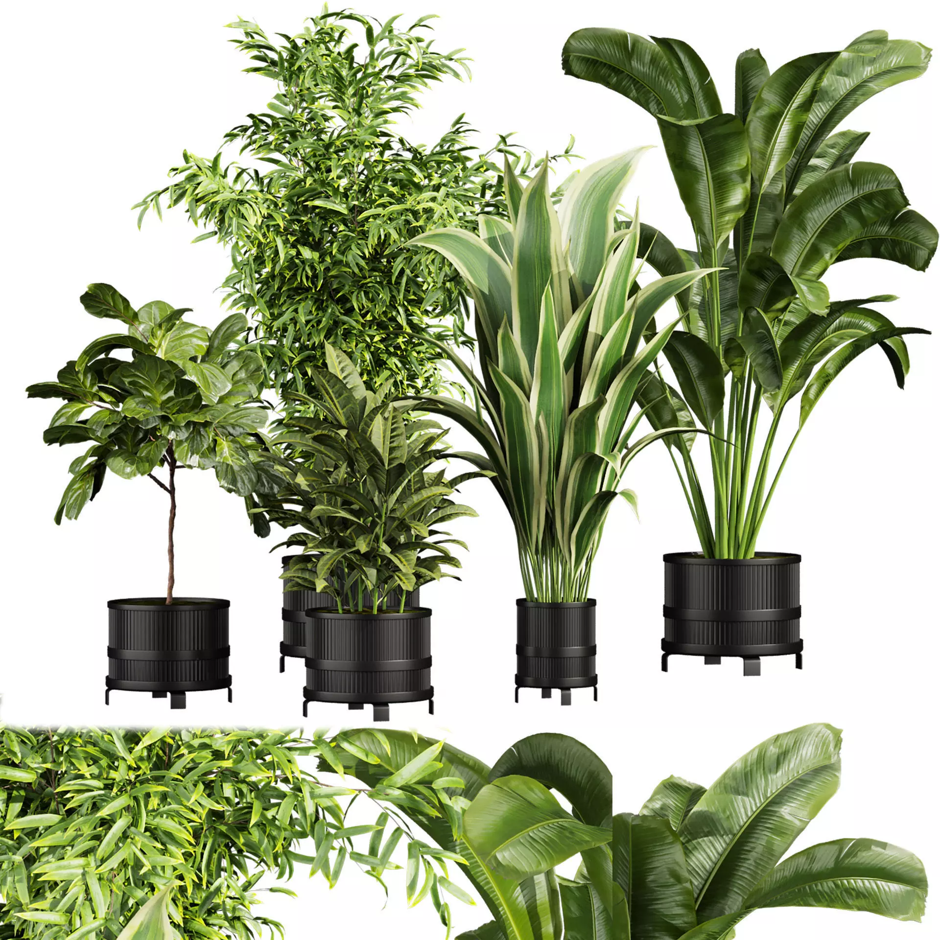 Collection plant vol 665 - banana - fiddle - aspidistra - Croton 3D model