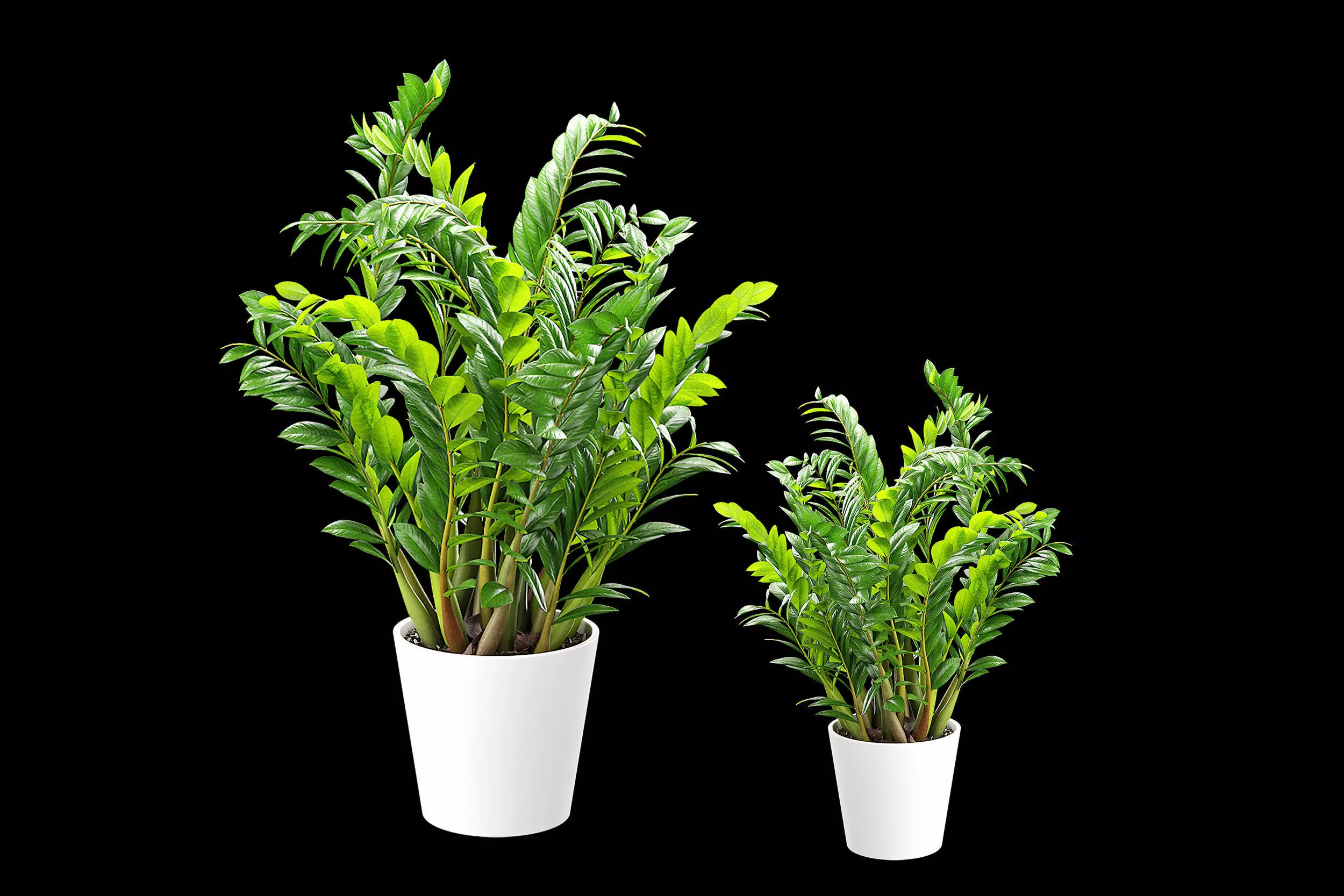 Plants 3D model_3