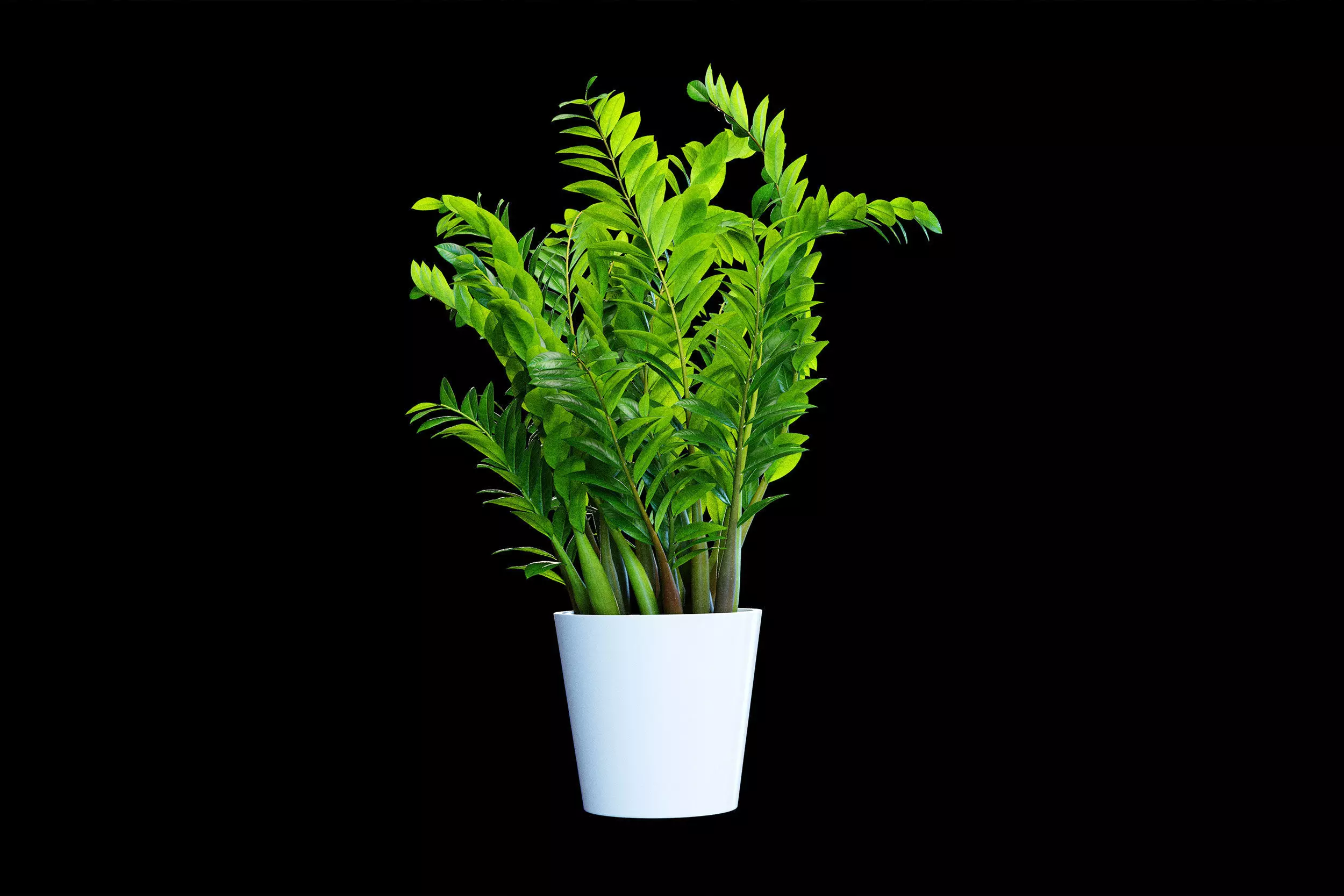 Plants 3D model_4
