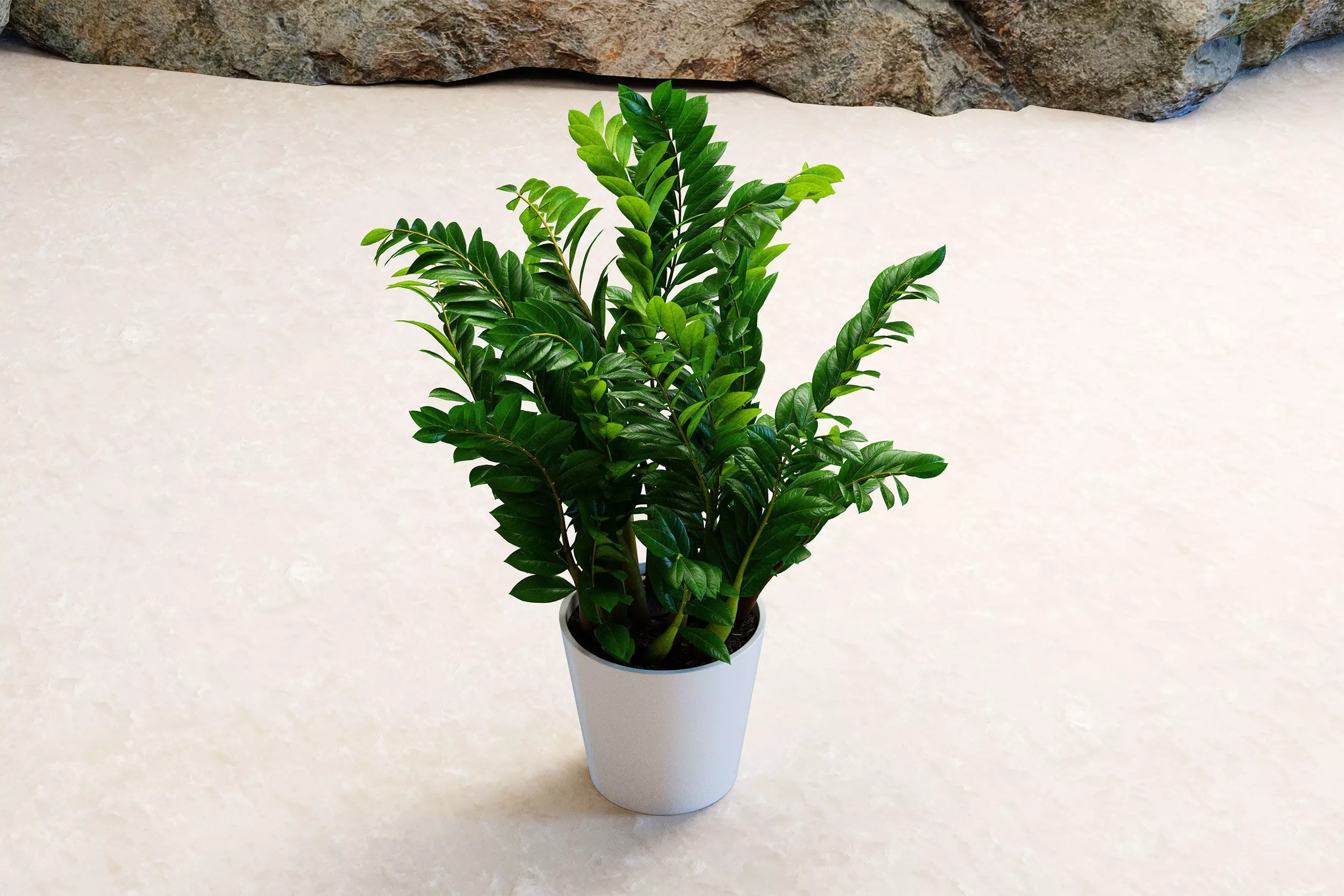 Plants 3D model_1