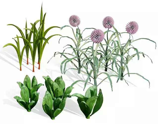 Arabian Wild Leek 3D Model