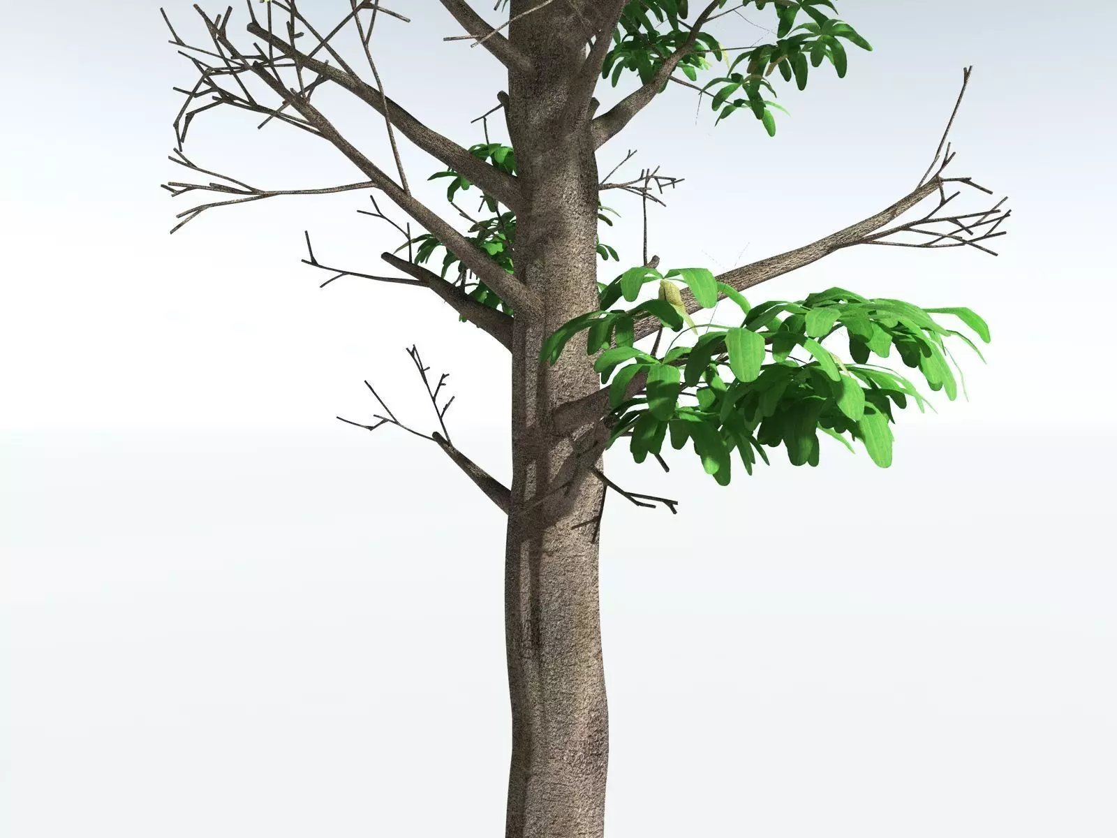 EVERYPlant Glossopteris Communis 3D model_9