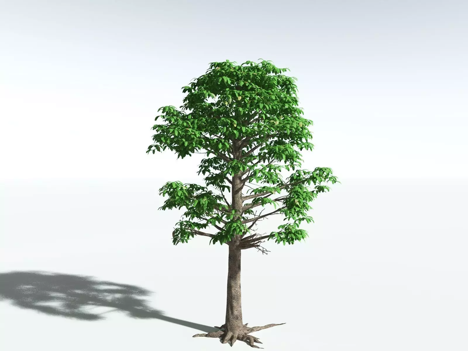 EVERYPlant Glossopteris Communis 3D model_0