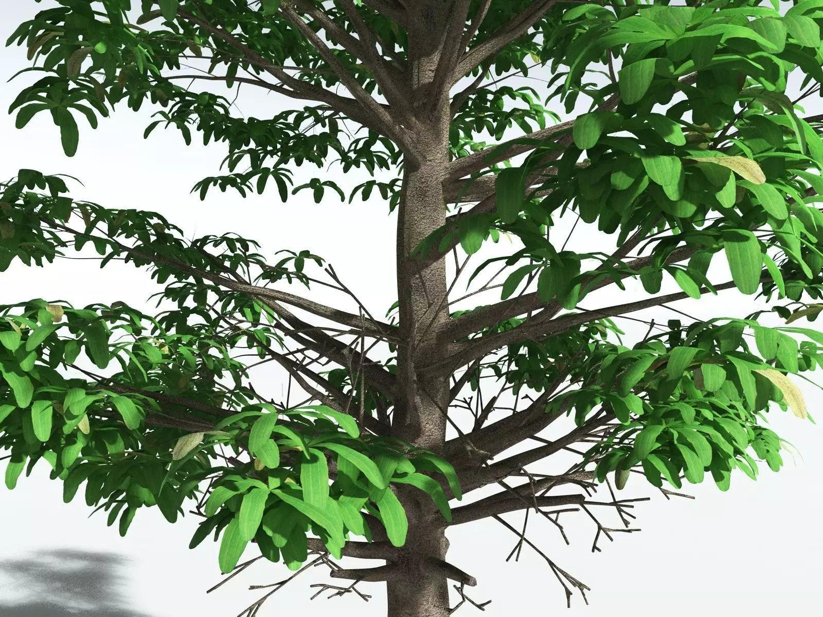 EVERYPlant Glossopteris Communis 3D model_3