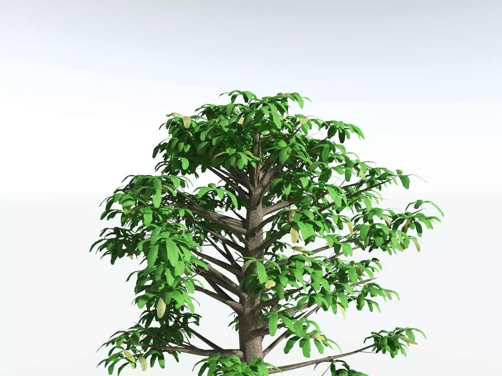 EVERYPlant Glossopteris Communis 3D model_33