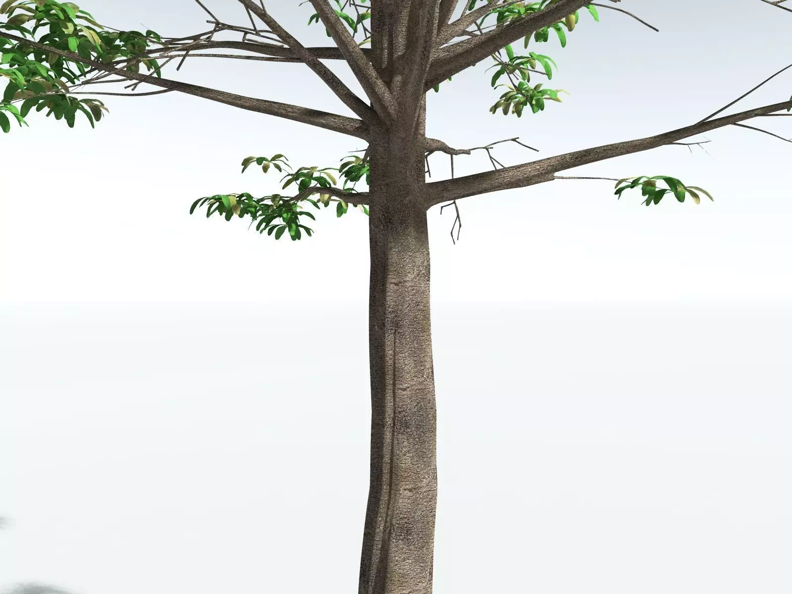 EVERYPlant Glossopteris Communis 3D model_21