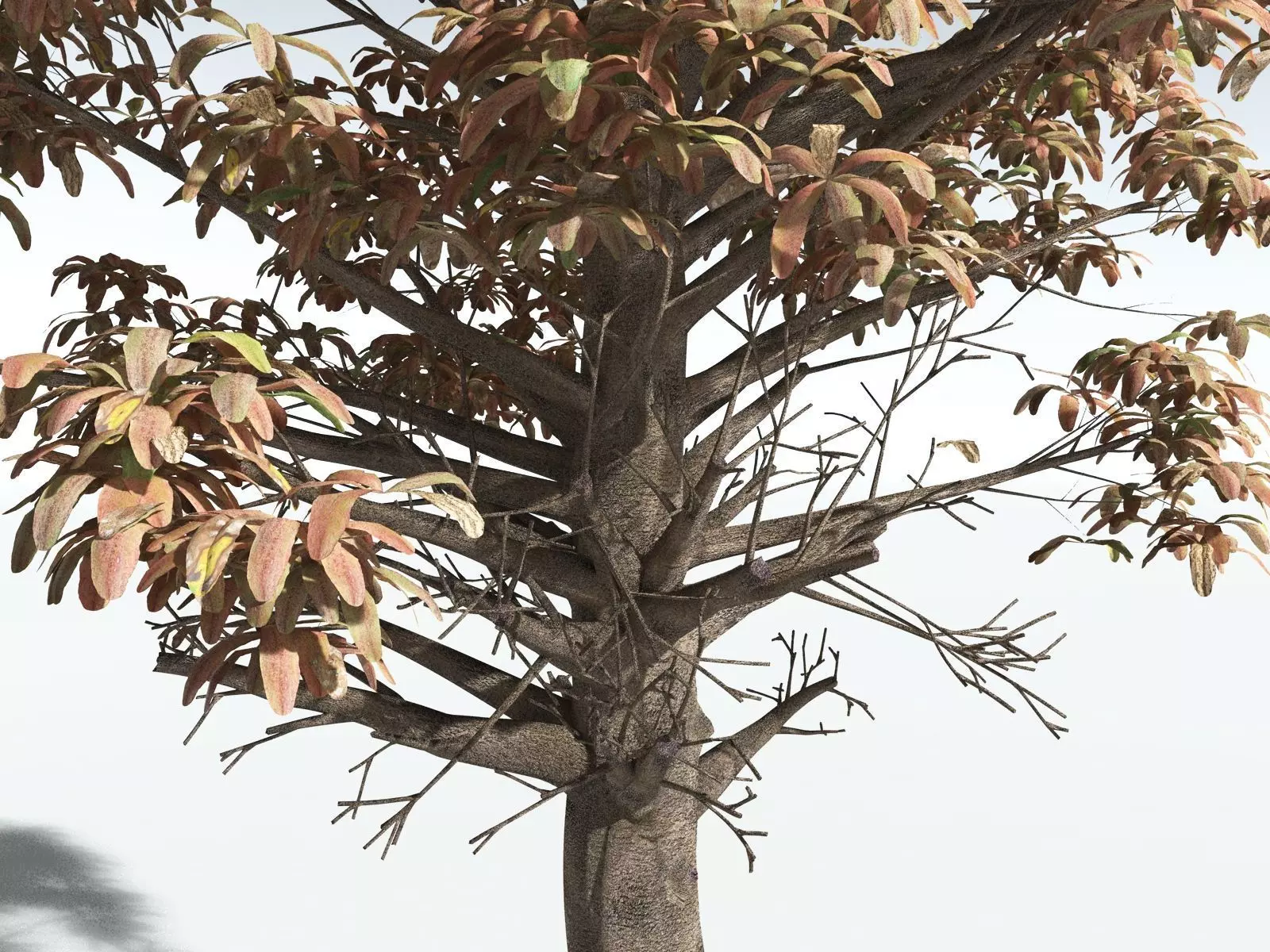 EVERYPlant Glossopteris Communis 3D model_13