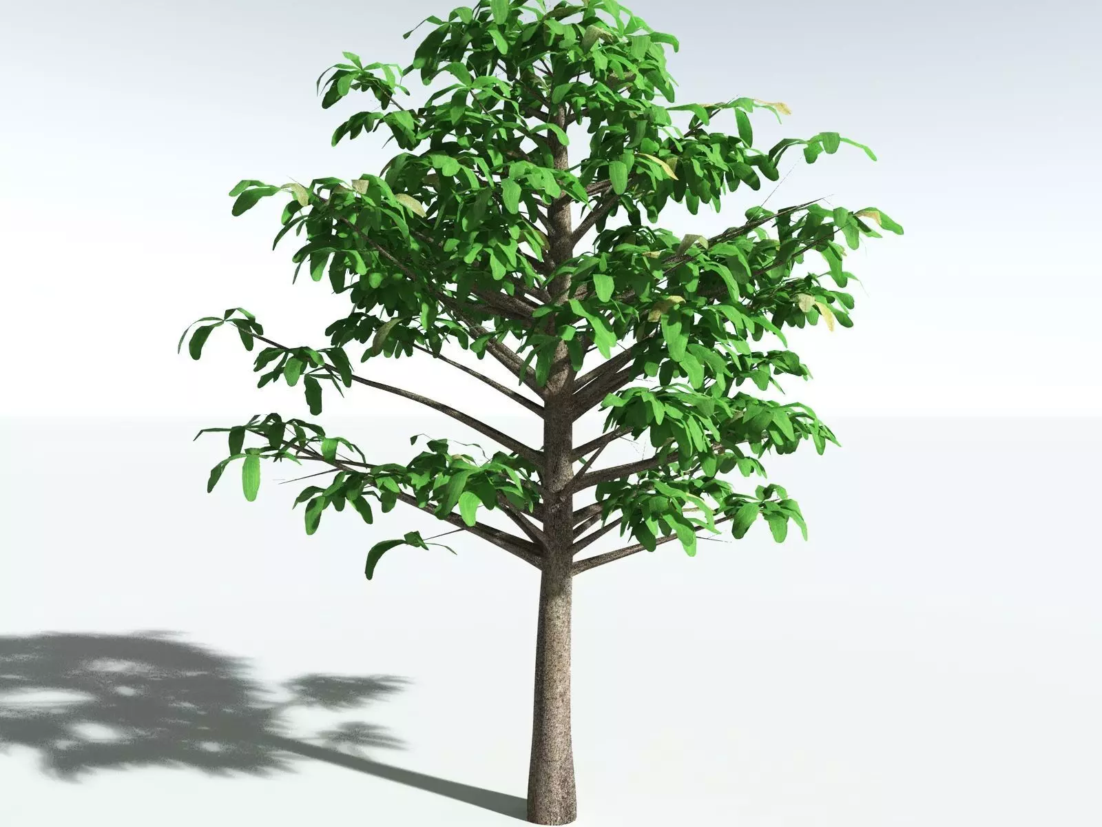EVERYPlant Glossopteris Communis 3D model_35