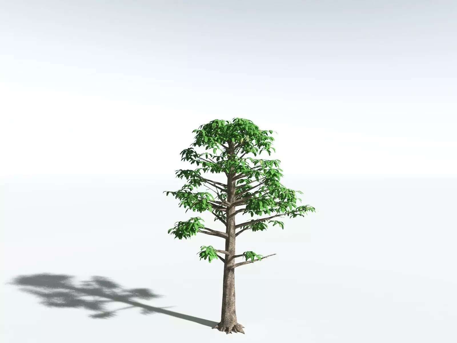 EVERYPlant Glossopteris Communis 3D model_30