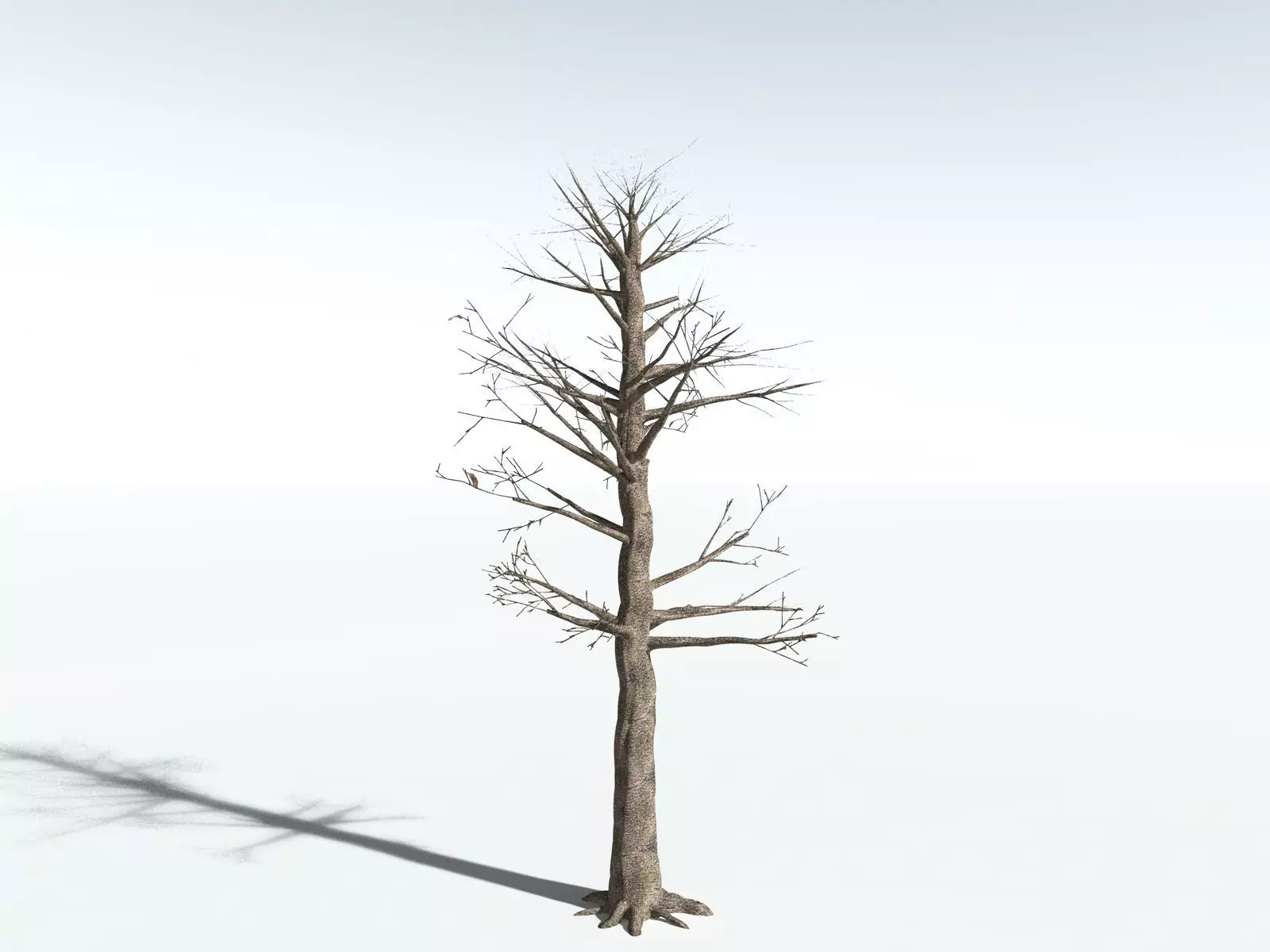 EVERYPlant Glossopteris Communis 3D model_16