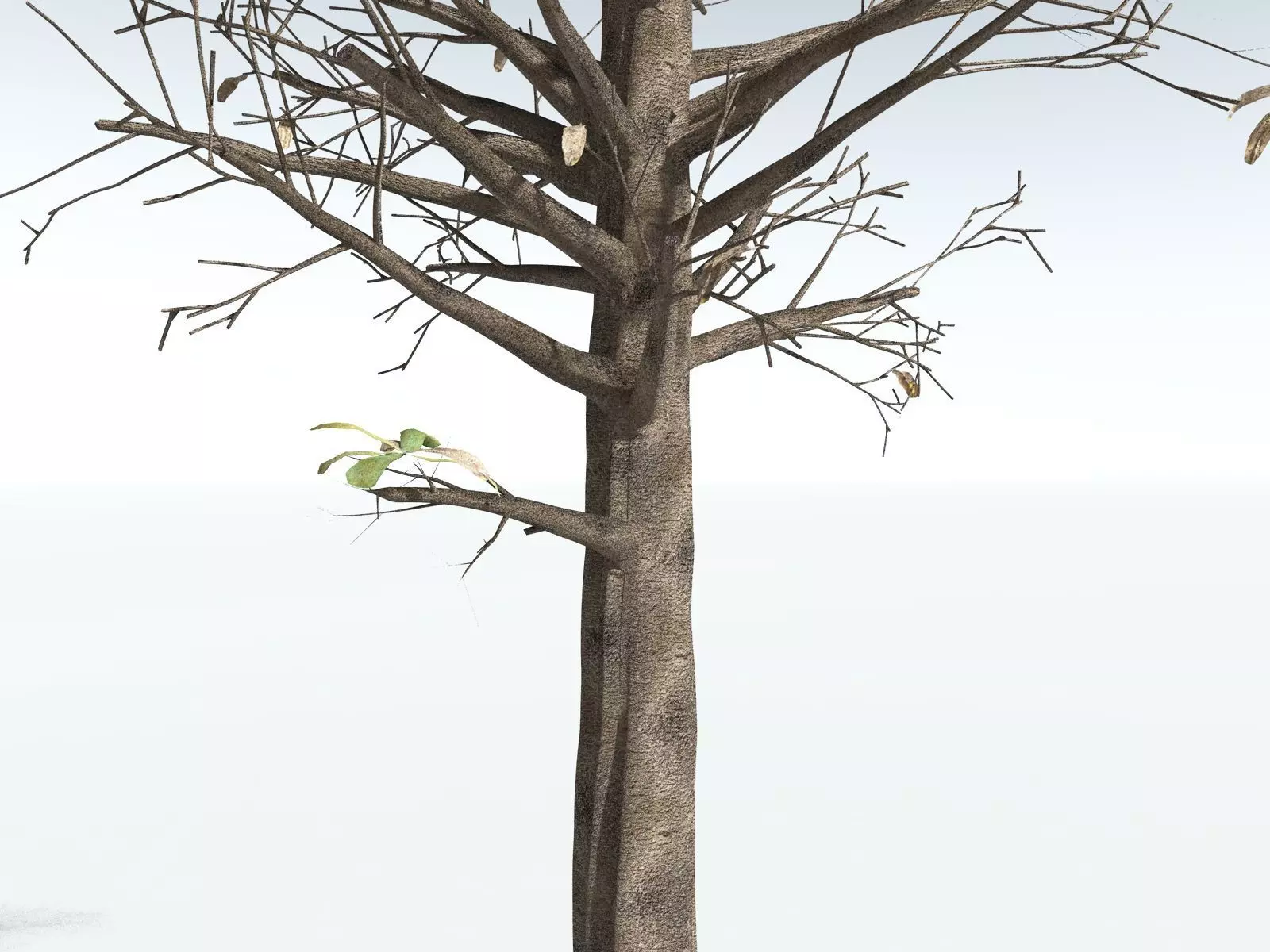 EVERYPlant Glossopteris Communis 3D model_25