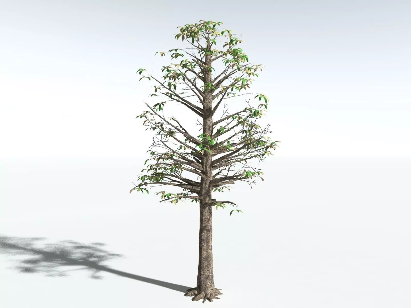 EVERYPlant Glossopteris Communis 3D model_22