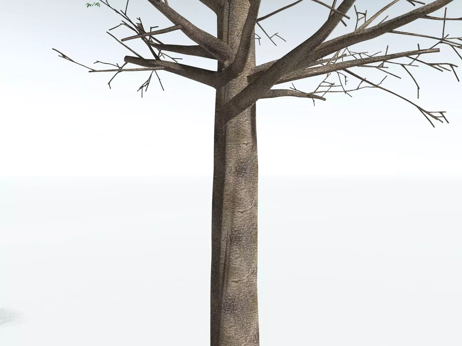 EVERYPlant Glossopteris Communis 3D model_11