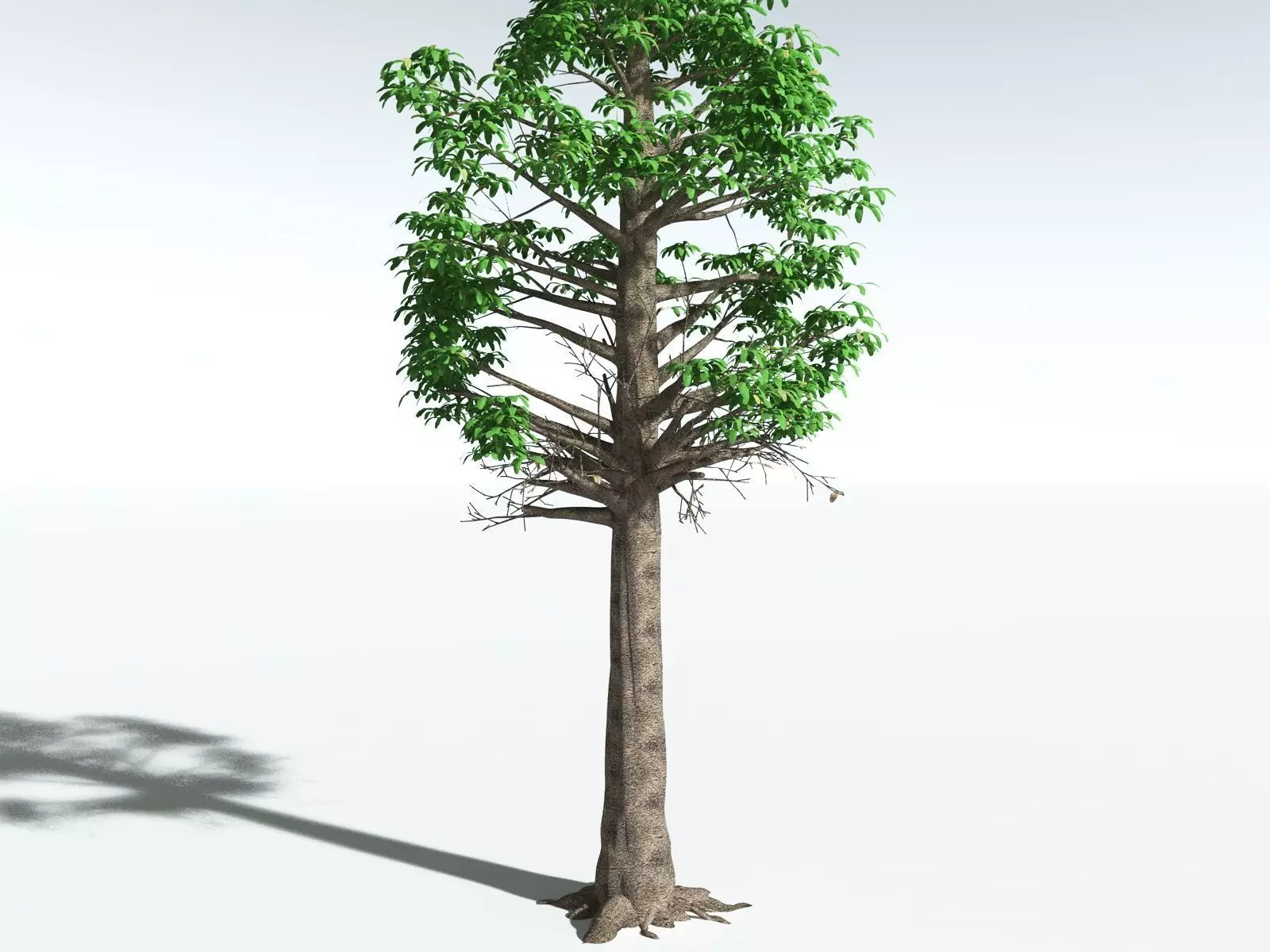 EVERYPlant Glossopteris Communis 3D model_28