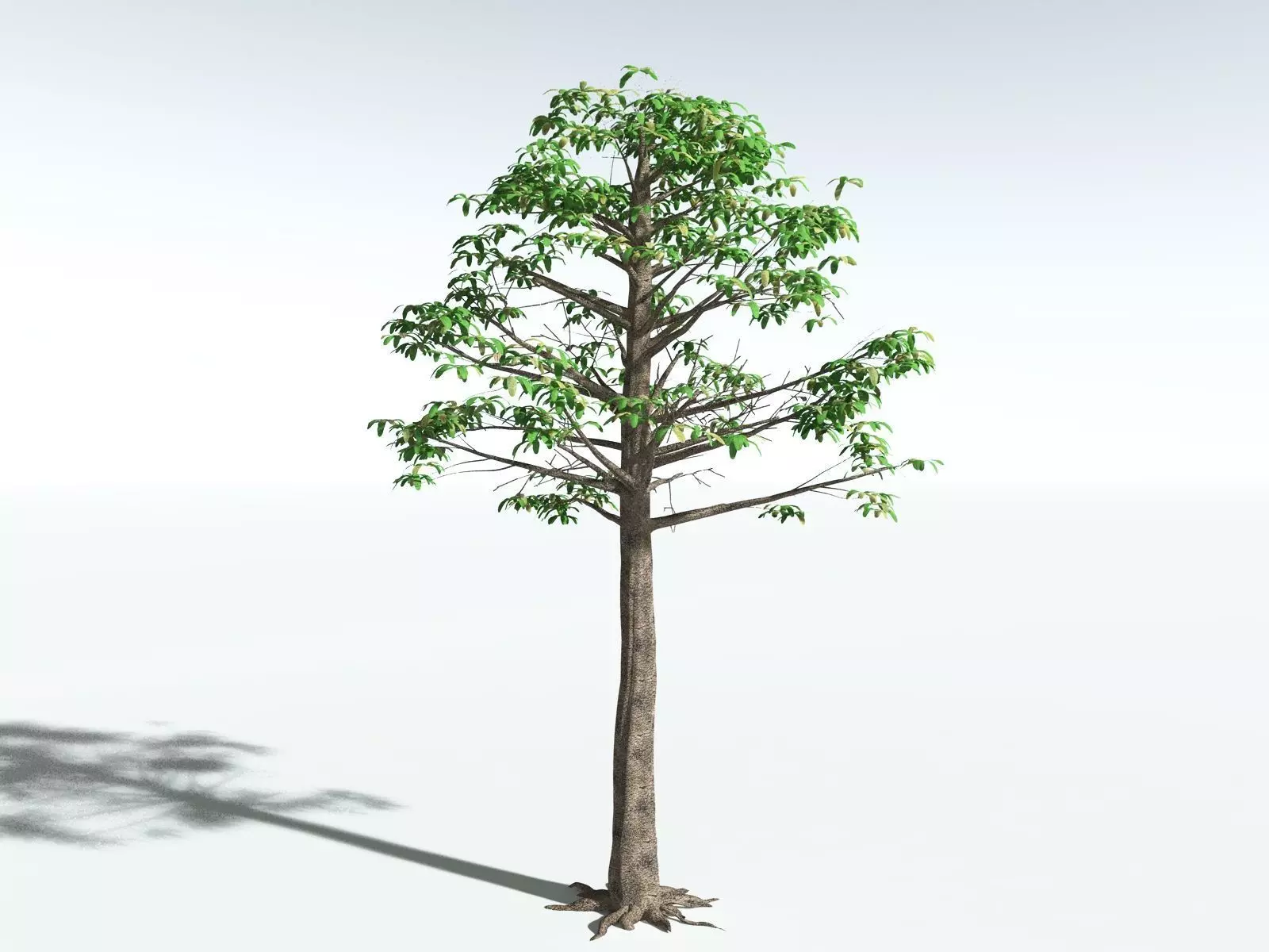 EVERYPlant Glossopteris Communis 3D model_20