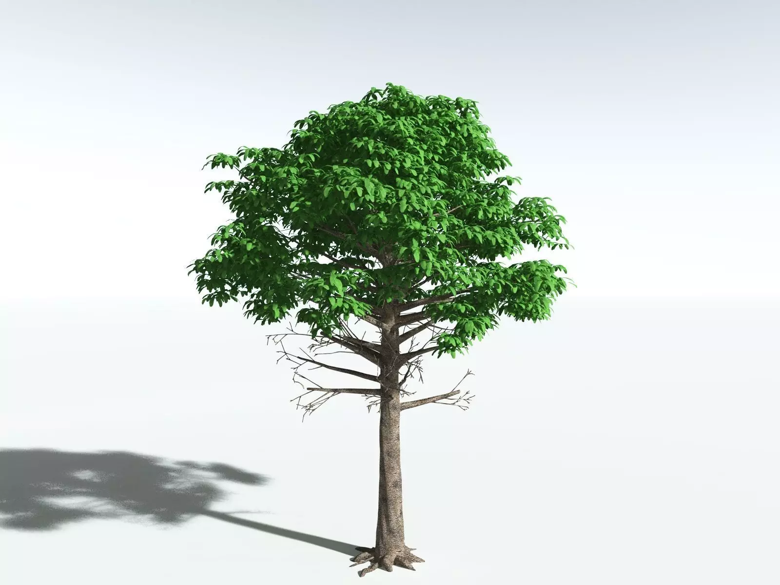 EVERYPlant Glossopteris Communis 3D model_18