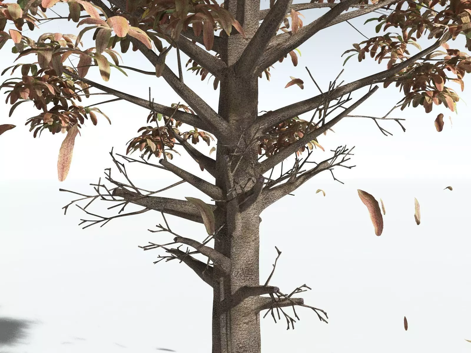 EVERYPlant Glossopteris Communis 3D model_15