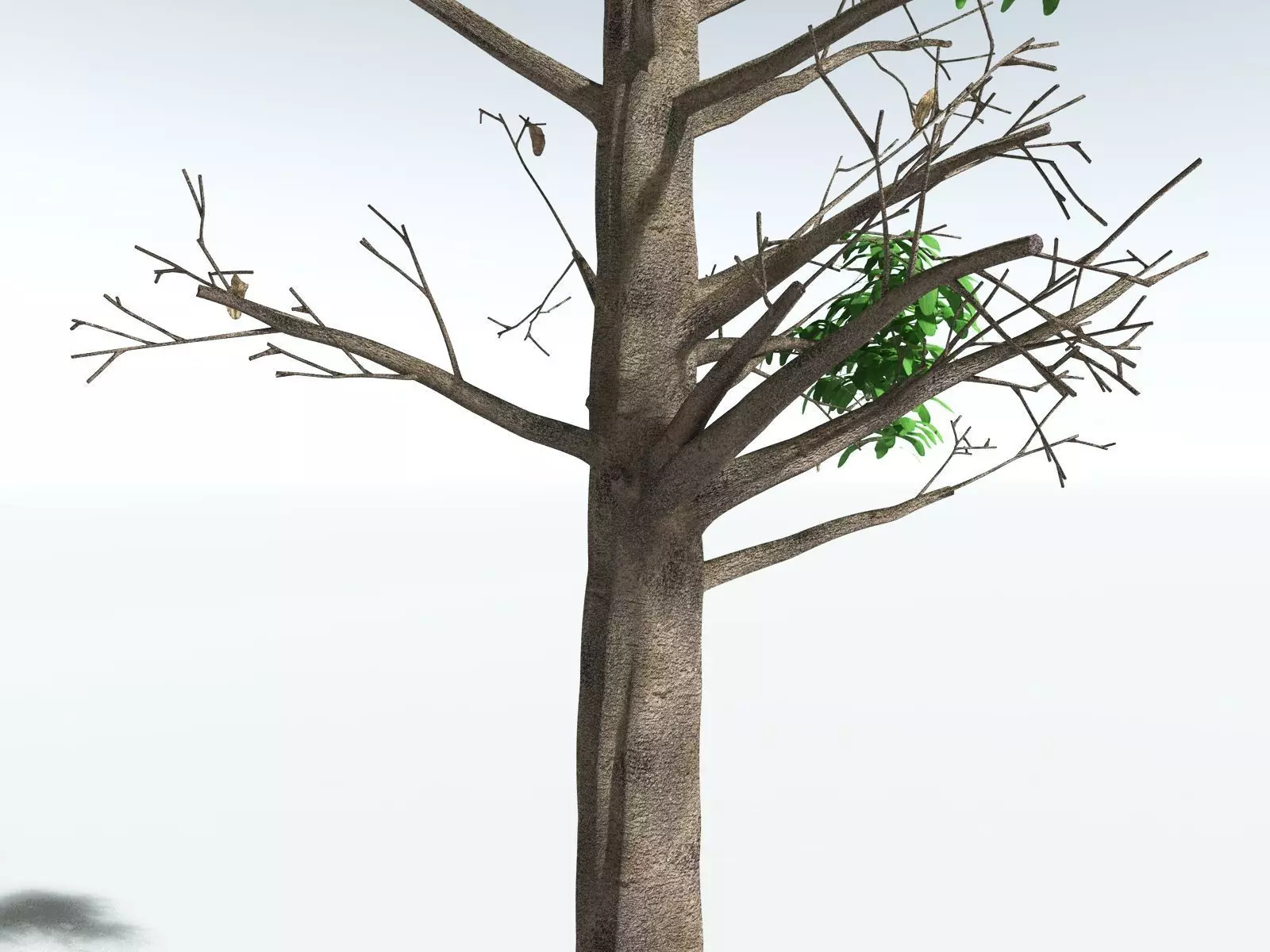 EVERYPlant Glossopteris Communis 3D model_7