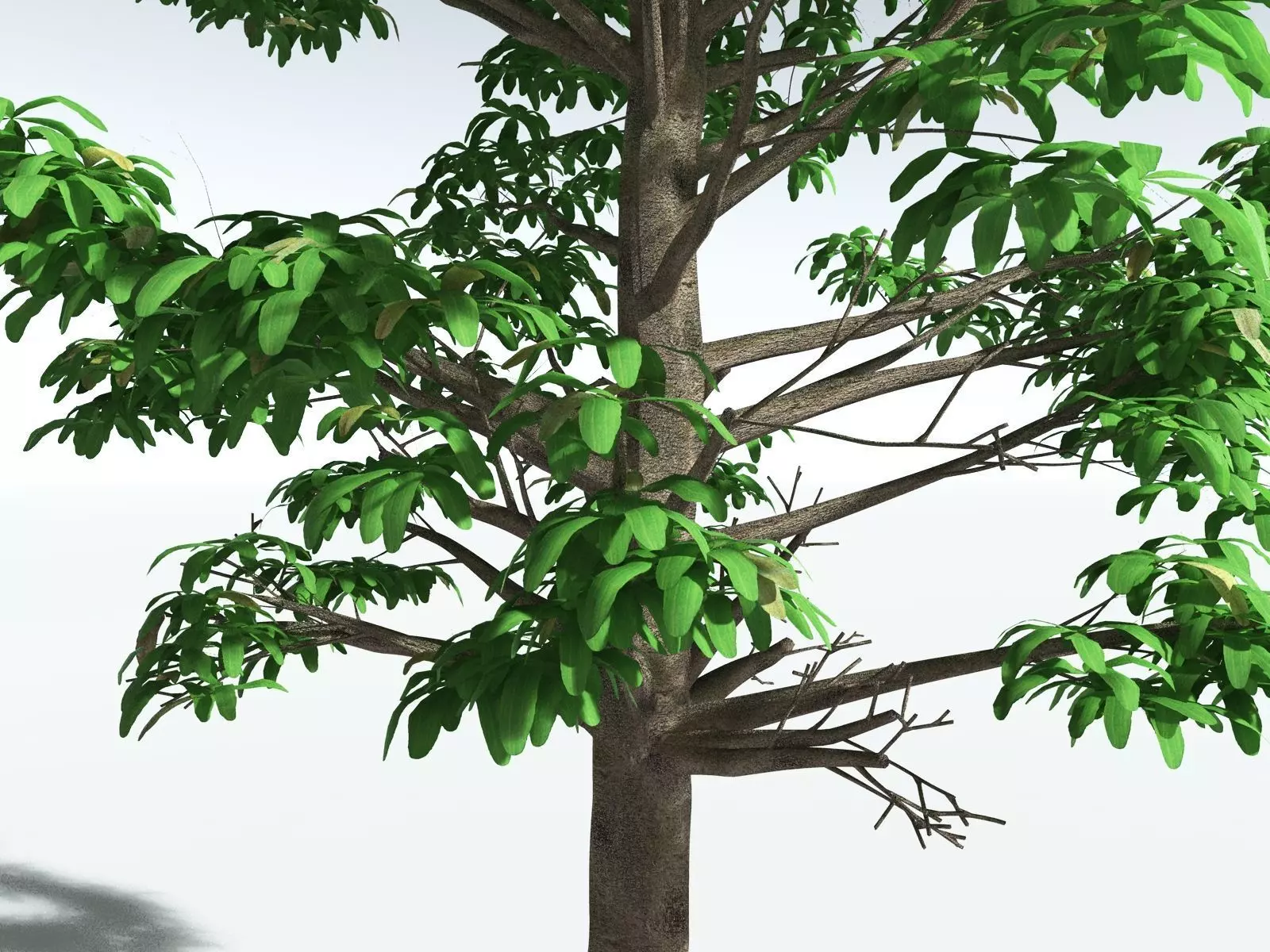 EVERYPlant Glossopteris Communis 3D model_1