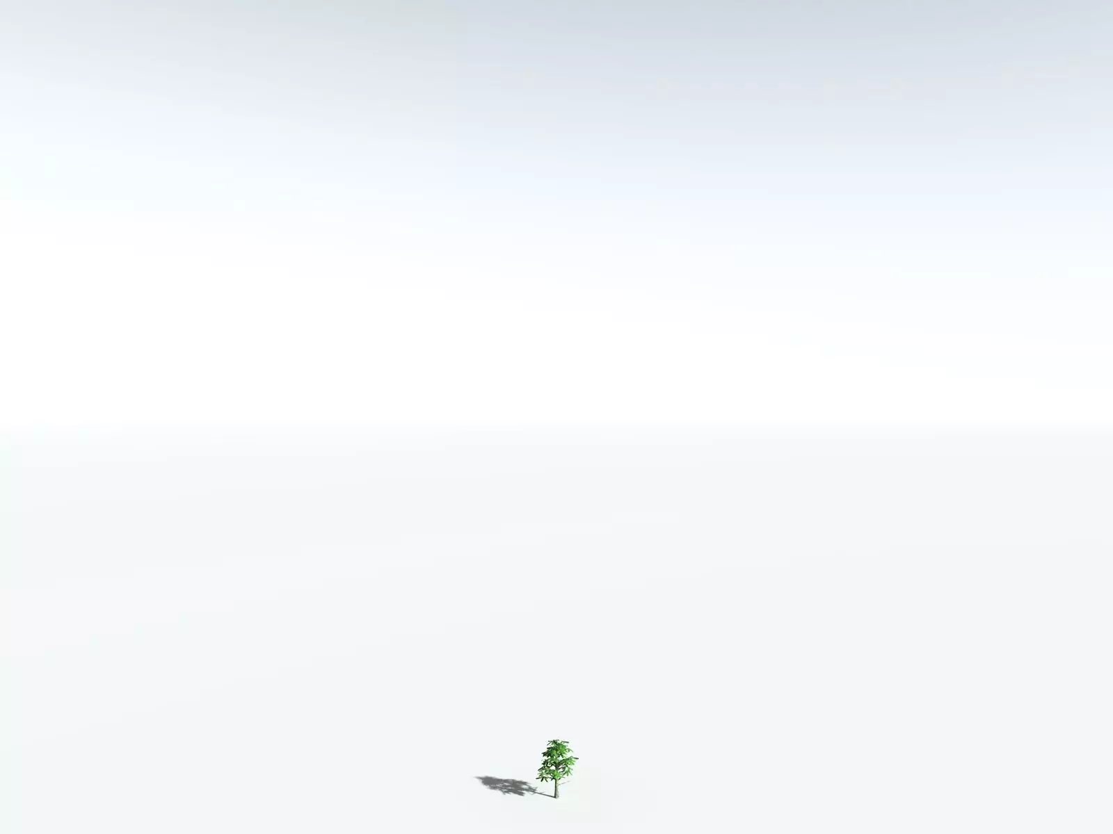 EVERYPlant Glossopteris Communis 3D model_36