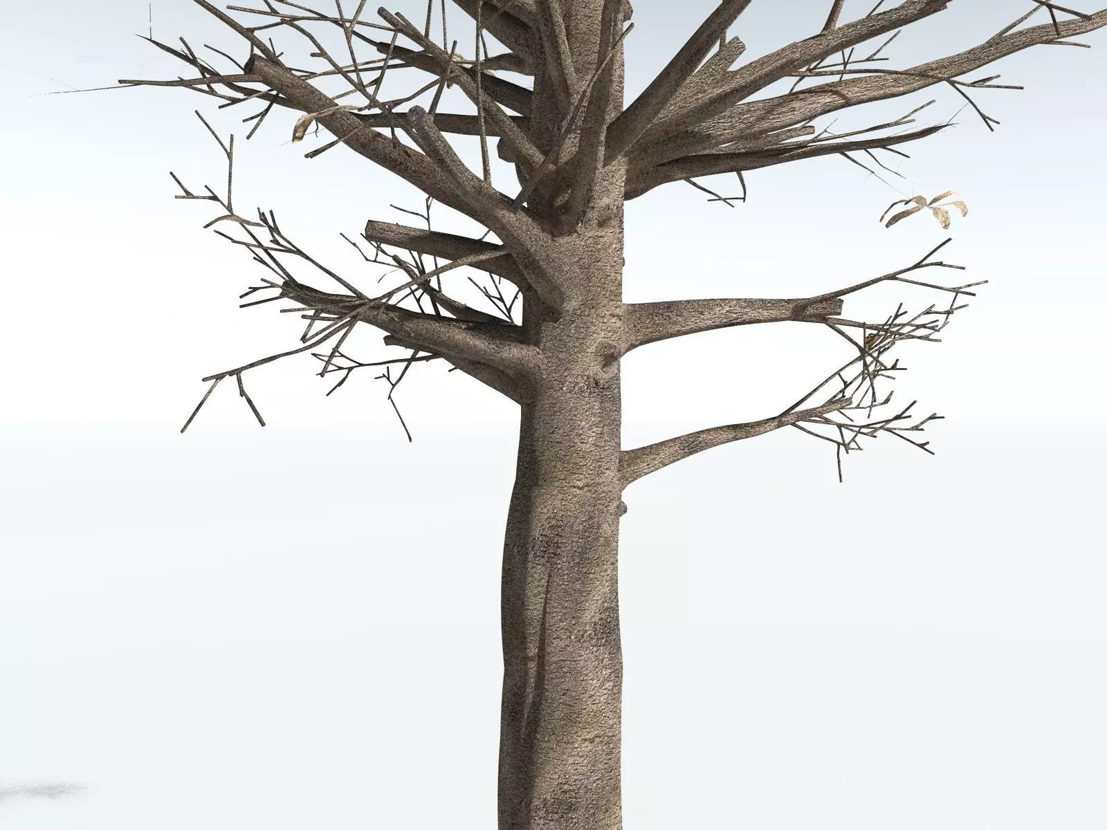 EVERYPlant Glossopteris Communis 3D model_27