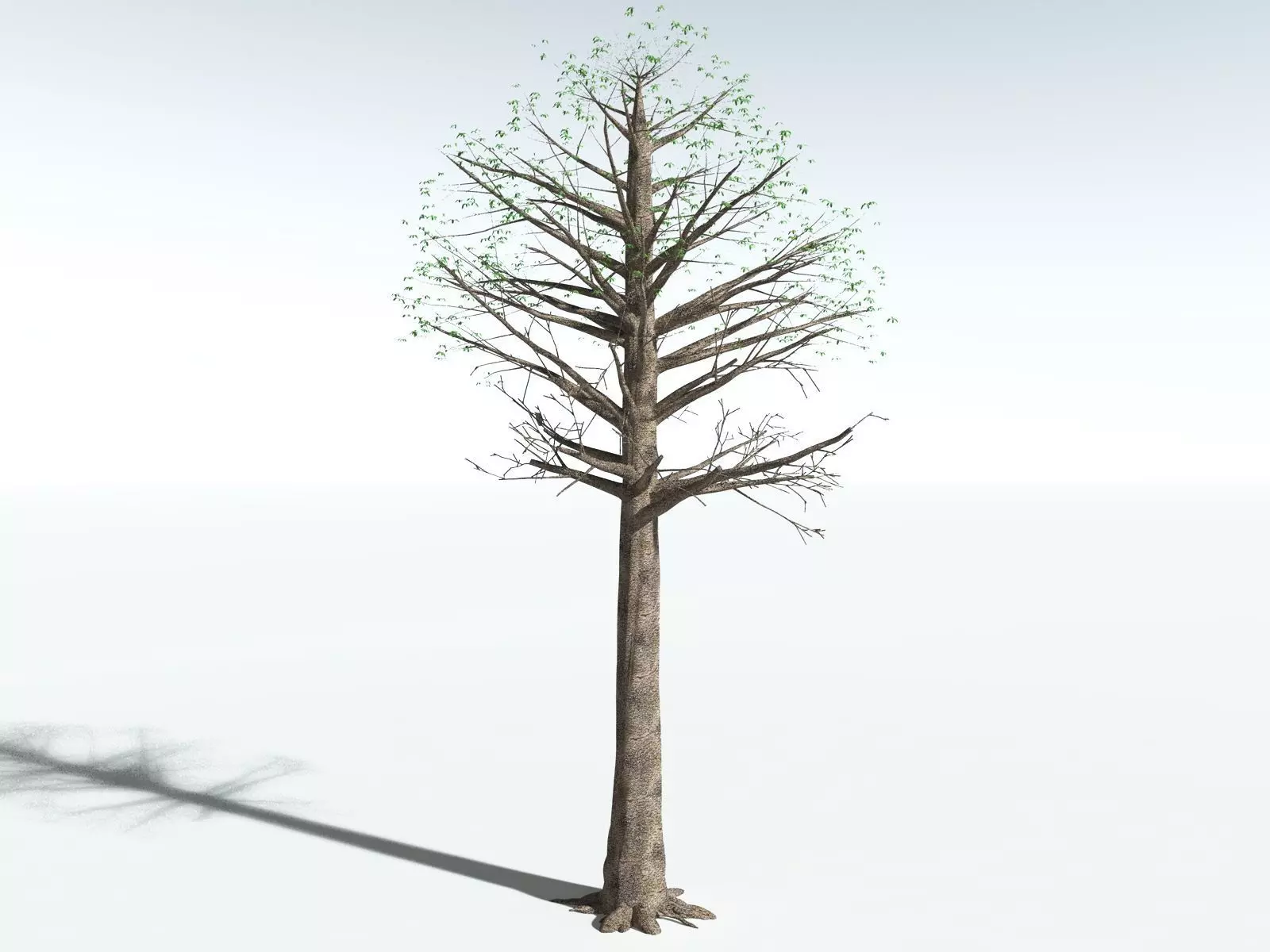 EVERYPlant Glossopteris Communis 3D model_10