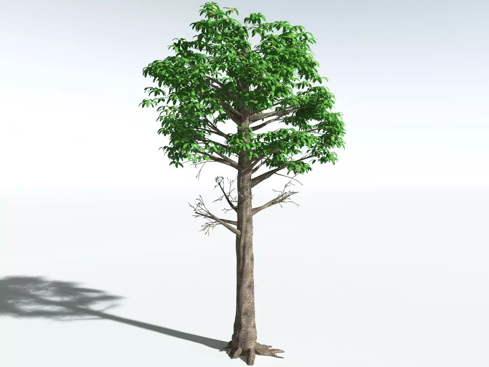 EVERYPlant Glossopteris Communis 3D model_4