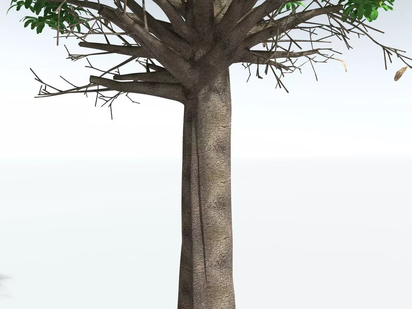 EVERYPlant Glossopteris Communis 3D model_29