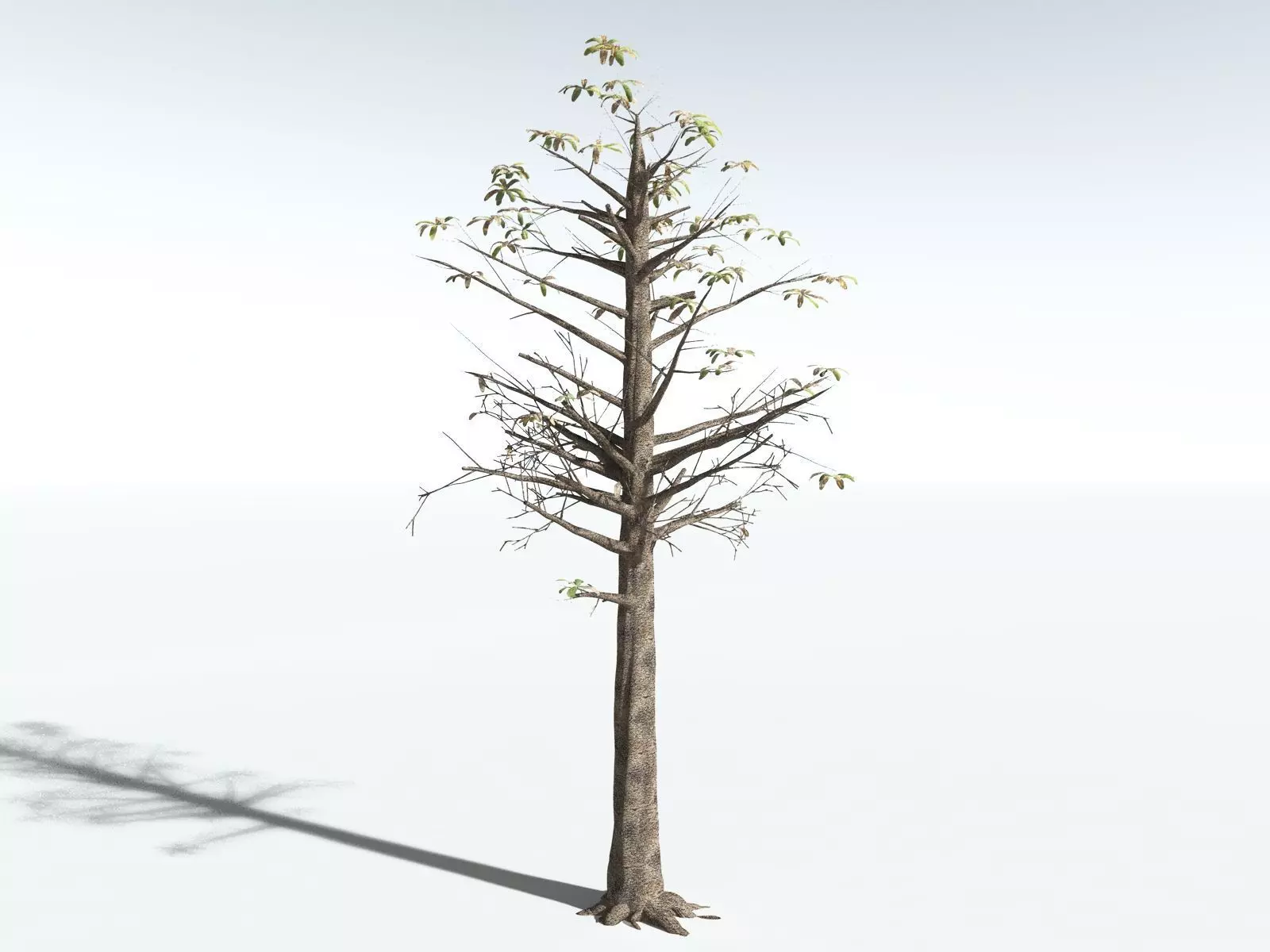 EVERYPlant Glossopteris Communis 3D model_24