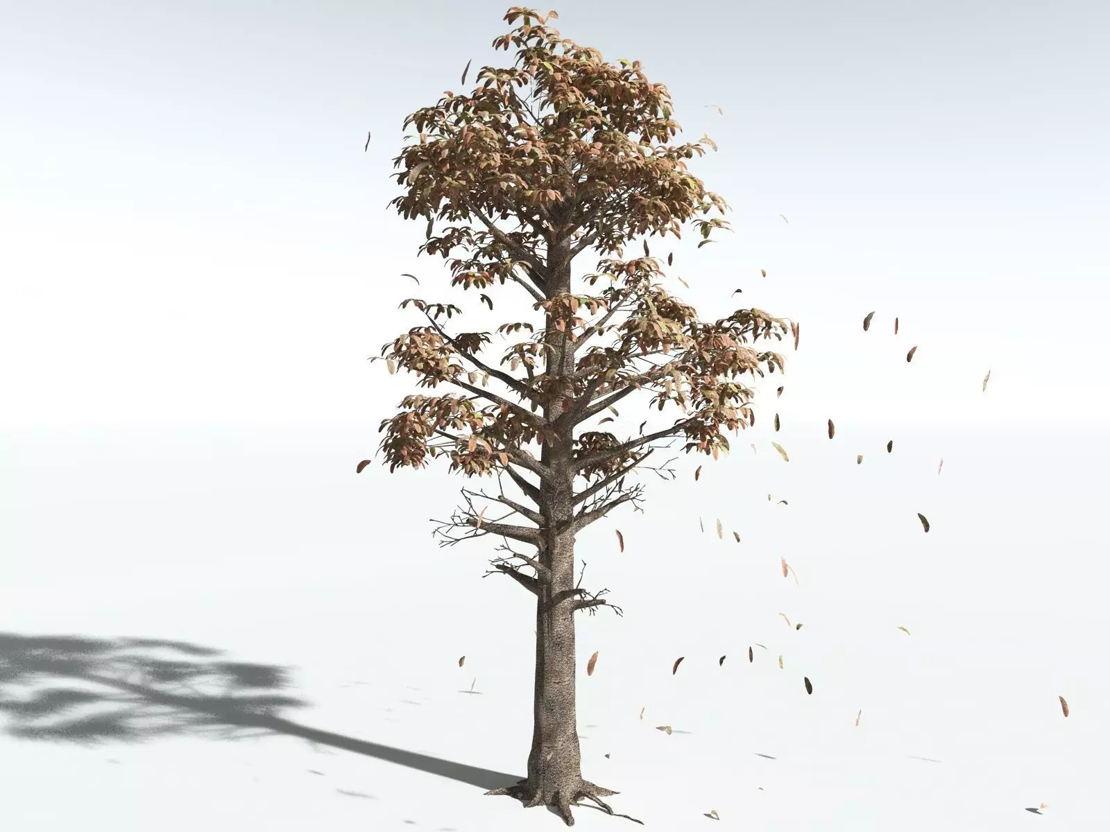 EVERYPlant Glossopteris Communis 3D model_14