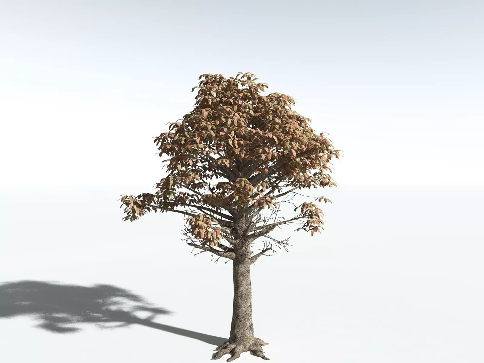 EVERYPlant Glossopteris Communis 3D model_12