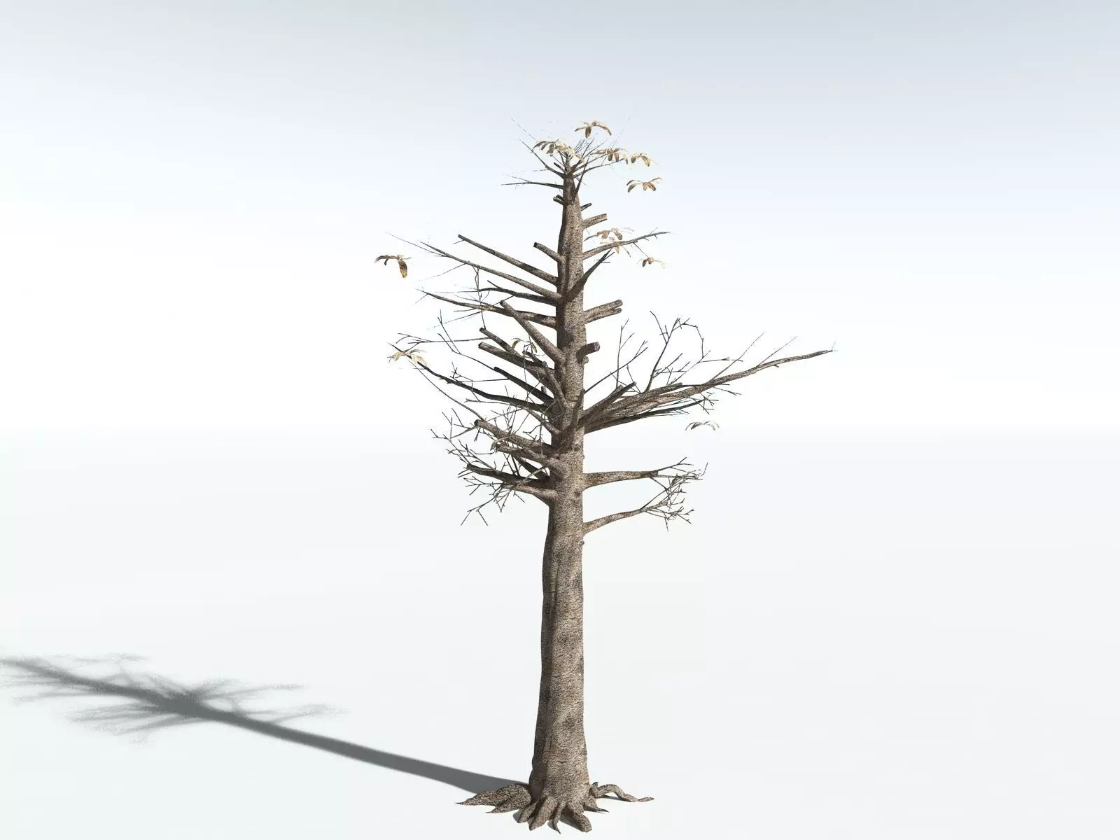 EVERYPlant Glossopteris Communis 3D model_26