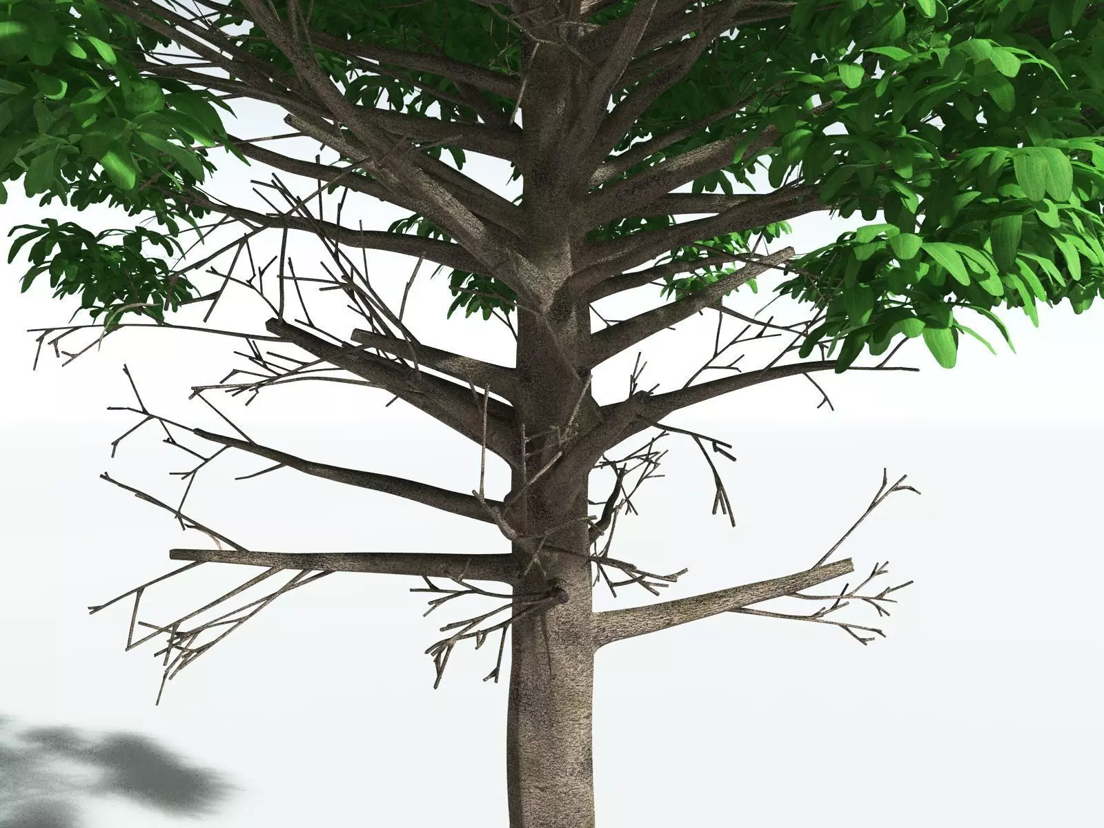 EVERYPlant Glossopteris Communis 3D model_19