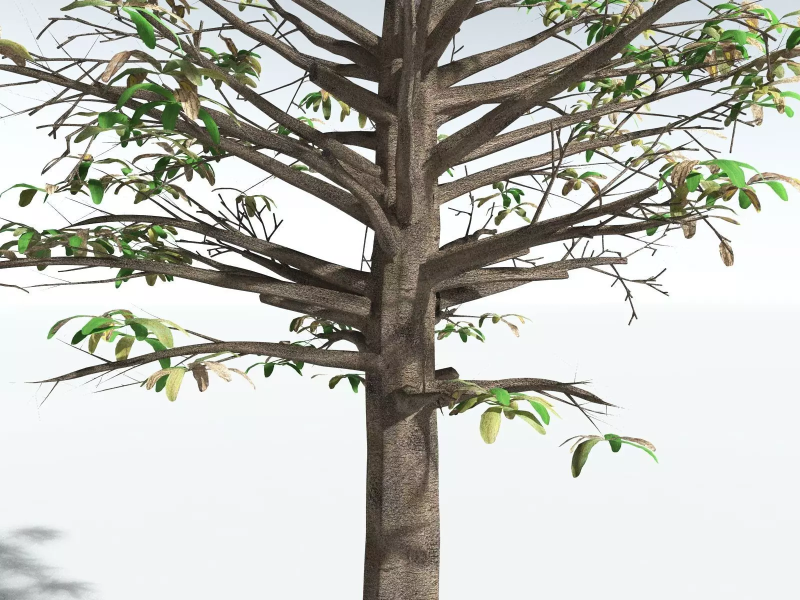 EVERYPlant Glossopteris Communis 3D model_23